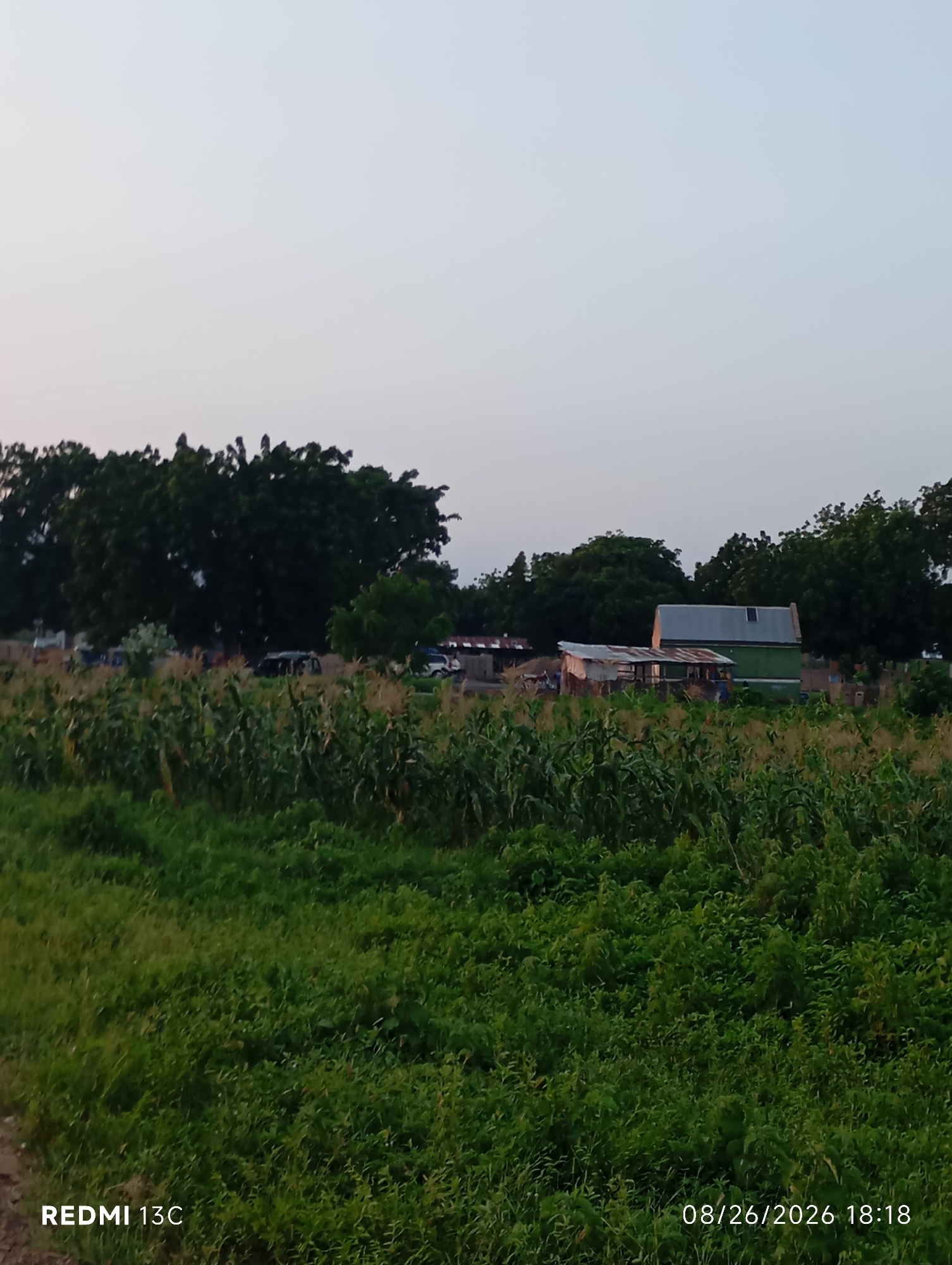In the city of Shendam, Nigeria, an outdoor, eye-level shot captures a serene, rural landscape at dusk. In the foreground, lush green grass and a field of corn plants dominate the scene, their stalks reaching towards the sky. Beyond the crops, a cluster of trees forms a dark green backdrop. In the mid-ground, several buildings are visible, including a light green, rectangular structure with a grey, sloped roof, and an adjacent smaller building with a corrugated metal roof. Various vehicles, including what appears to be a white SUV and other darker vehicles, are parked near the structures. The sky above is a soft, pale blue, indicating the setting of the sun. The image is stamped with "REDMI 13C" in the bottom left corner and "08/26/2026 18:18" in the bottom right corner.