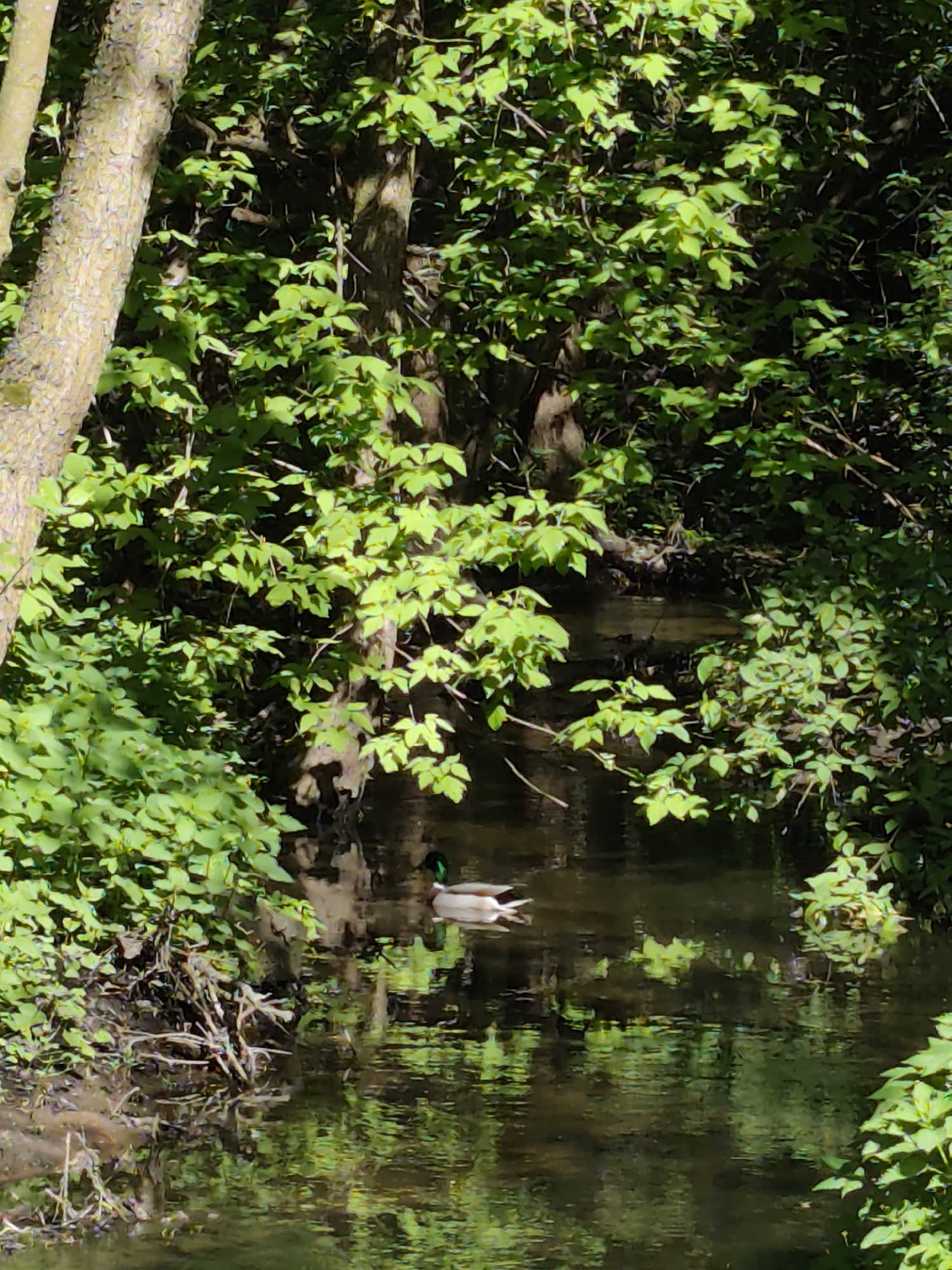 A stream flows through a densely wooded area. A male mallard duck swims in the stream. The trees and dense foliage around the stream are reflected in the water. The exact location in Kratovo, Russia cannot be determined from the image.