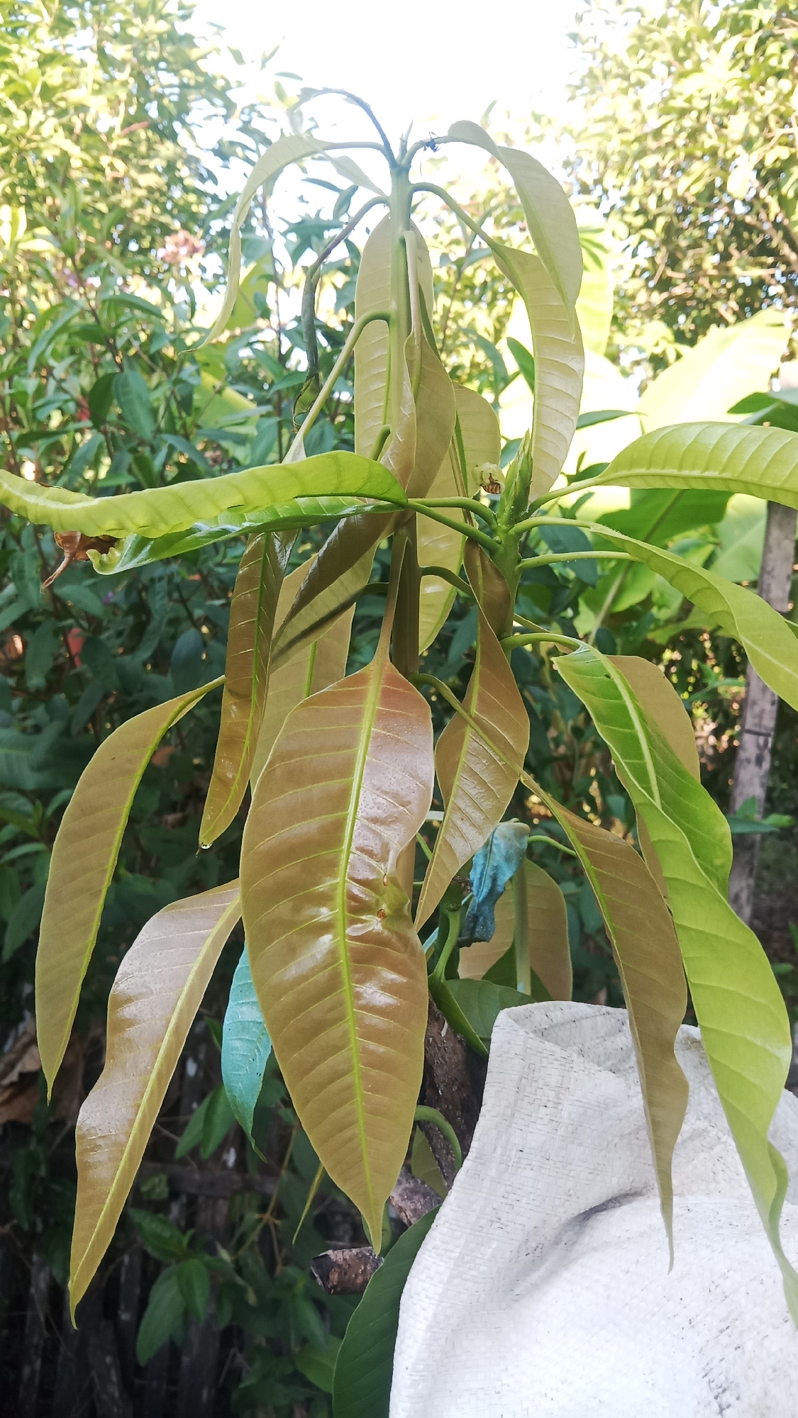A young mango tree sapling with reddish-brown and green new leaves is pictured in Sungai Sipai, Indonesia. The sapling is growing in a garden or yard with lush green foliage in the background. Sunlight filters through the leaves, creating a dappled light effect. A white woven sack is partially visible in the foreground, partially obscuring the base of the sapling. The image is taken from a medium-low angle, focusing on the leaves and young branches of the tree. There are no people visible in the image.