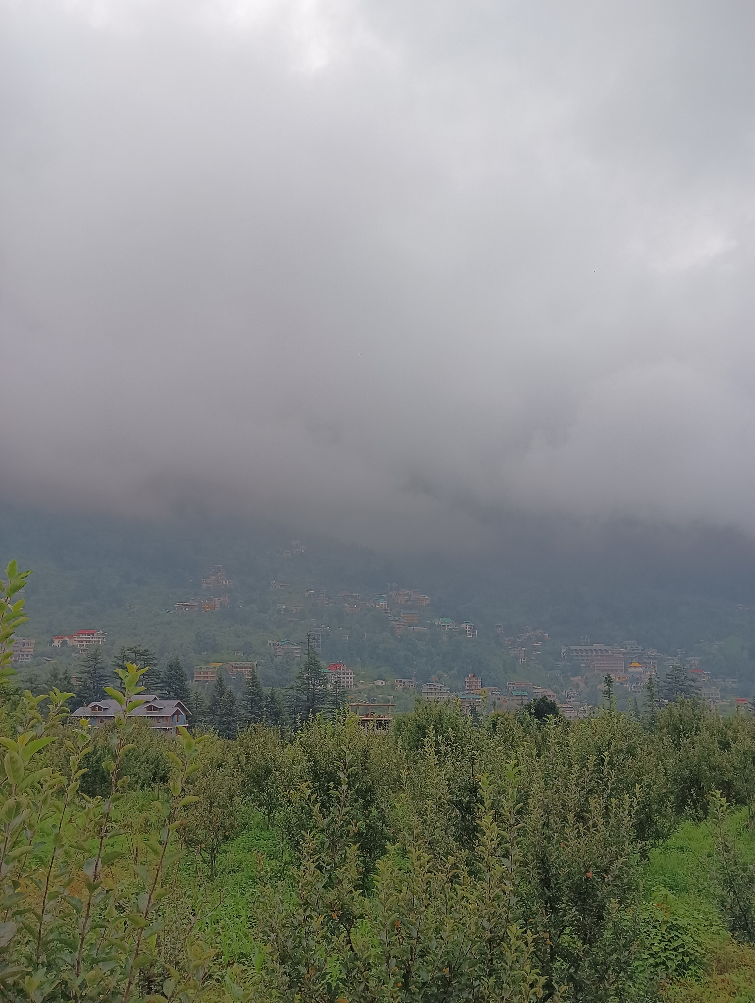 A wide shot captures a hazy landscape in Manali, India. In the foreground, lush green foliage, possibly an orchard, fills the lower half of the frame. Beyond the trees, a hillside town is visible, characterized by numerous buildings clustered together. The town's architecture appears to be a mix of modern structures with flat roofs and some older, traditional houses with sloped roofs. The hillside is densely covered with trees, and the higher elevations are shrouded in thick, gray clouds, obscuring the mountain peaks. The sky is overcast and a uniform gray, suggesting a cloudy or misty day. No people are visible in the frame. The overall impression is of a serene, natural environment with a settlement integrated into the mountainous terrain.