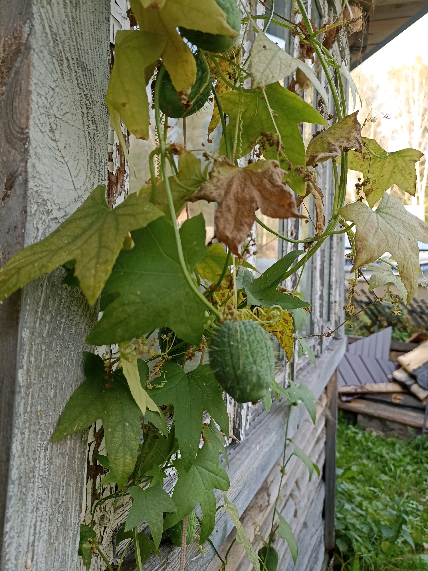 A close-up, eye-level, outdoor, slightly angled shot shows a spiky green fruit hanging from a vine that is growing on a weathered wooden wall. The vine has several green and brown leaves, some of which are wilting. The wooden wall is painted white, but the paint is peeling, revealing the wood underneath. Behind the wall, a blurry background shows a window, trees, and some stacked wooden planks. The ground is covered in green grass.