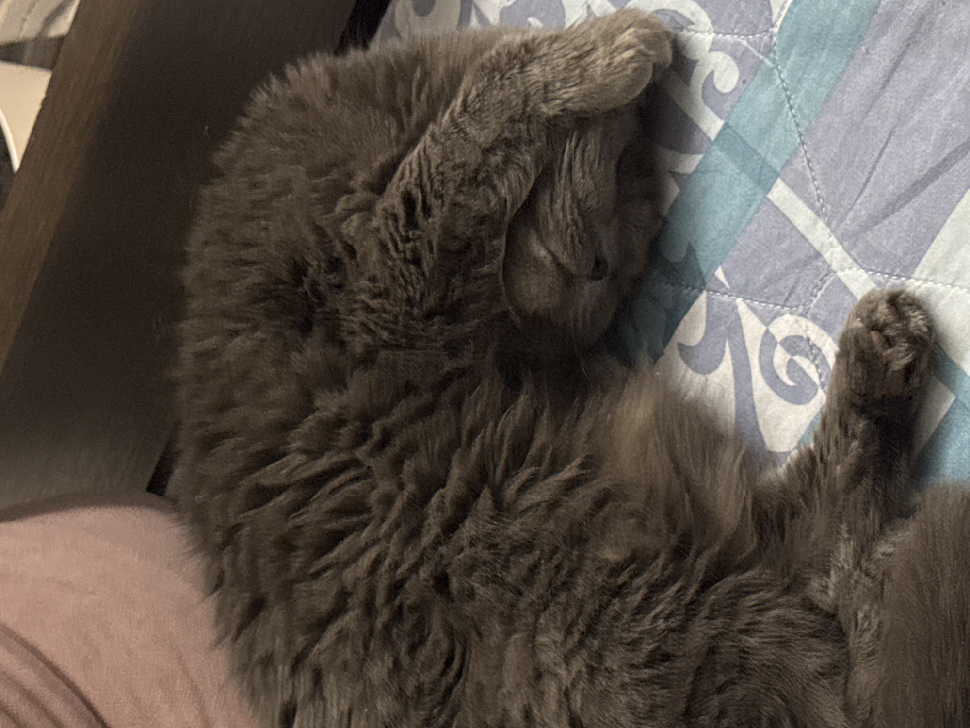 A grey, fluffy cat is sleeping on a patterned blue and white surface, possibly a bed or blanket. The cat is curled up, with one paw covering part of its face and another paw extended. The surface the cat is on is patterned with geometric shapes. A dark brown object, possibly furniture, is visible in the background. There is a peach-colored surface beneath the cat. The city of Chaikovsky, Russia is not apparent in this image.