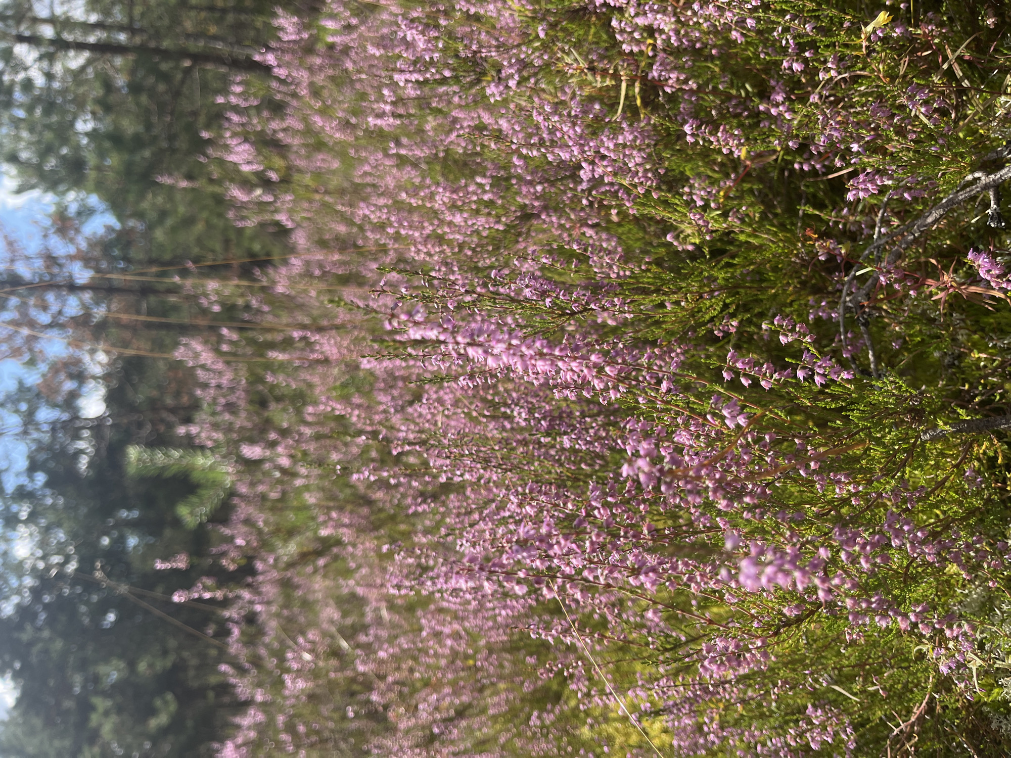 A field of blooming heather in the forest of Pillapalu, Estonia. The image is a close-up shot of the heather, with the flowers and stems taking up the majority of the frame. The background is blurred, showing the trees and sky. The lighting is natural, with sunlight filtering through the trees.