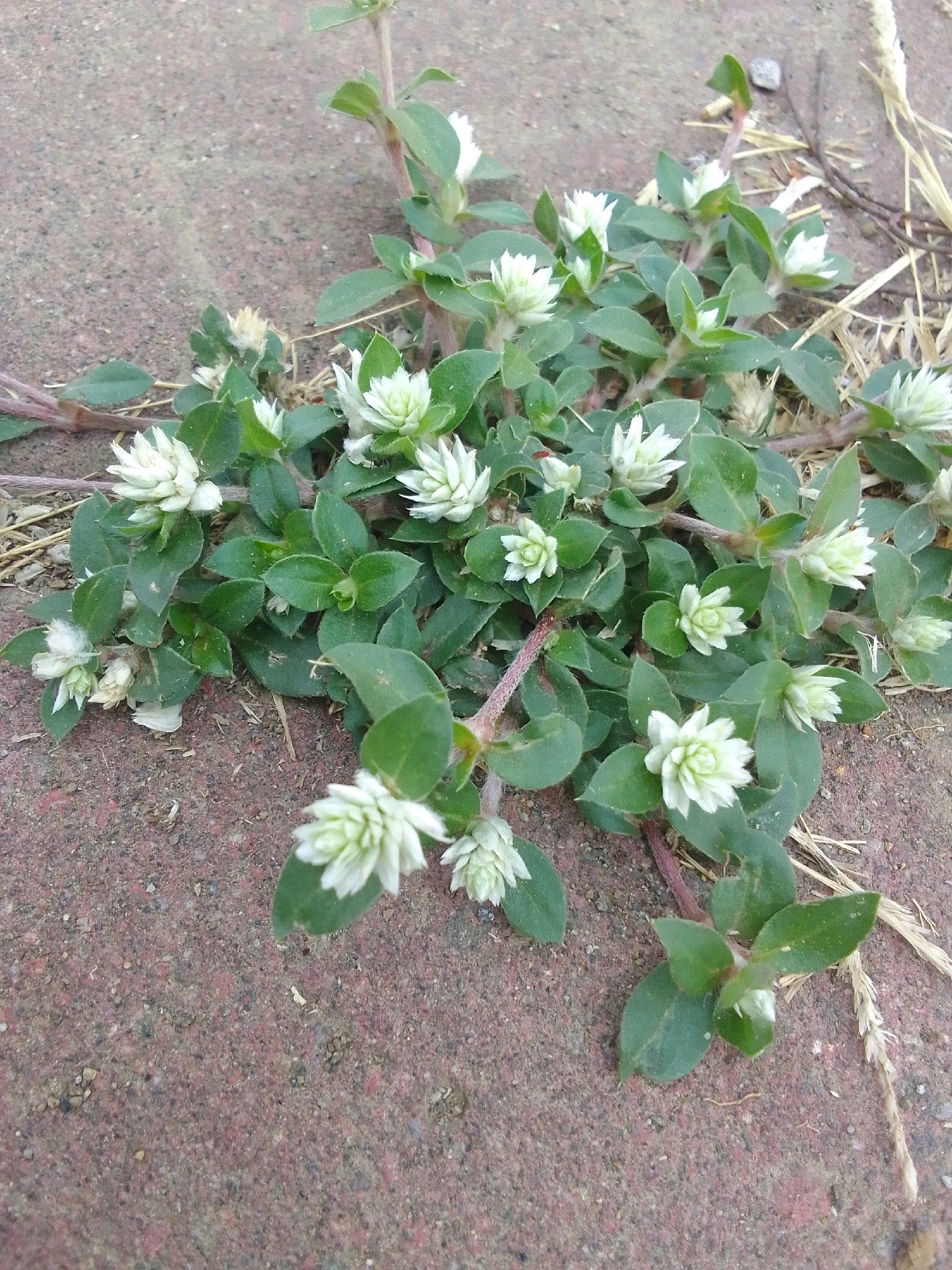 In Bendorejo, Indonesia, a low-growing plant with small, white, clover-like flowers and green leaves spreads across a brick-paved surface. The plant's stems are reddish and some are creeping along the ground. There are also dry grass stalks scattered around the plant. The brick surface is textured and appears to be outdoors.