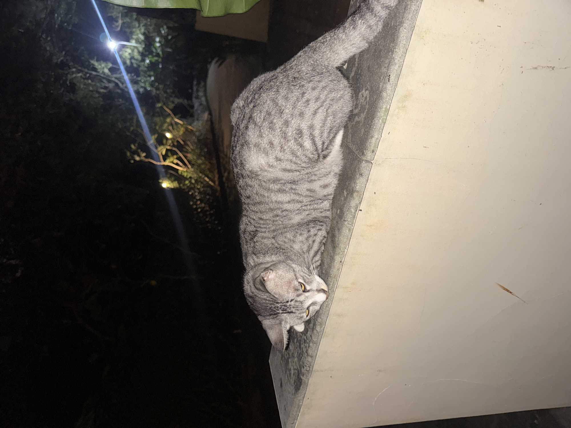 A gray tabby cat is perched on the edge of a white, weathered, concrete structure, possibly a roof or ledge. The cat's head and shoulders are angled downwards, facing the viewer. Its yellow eyes are open and appear alert. The background reveals a dark, foliage-filled scene, possibly a garden or yard, with a bright light source in the distance. This scene could potentially be located within Kuta Selatan, Indonesia.