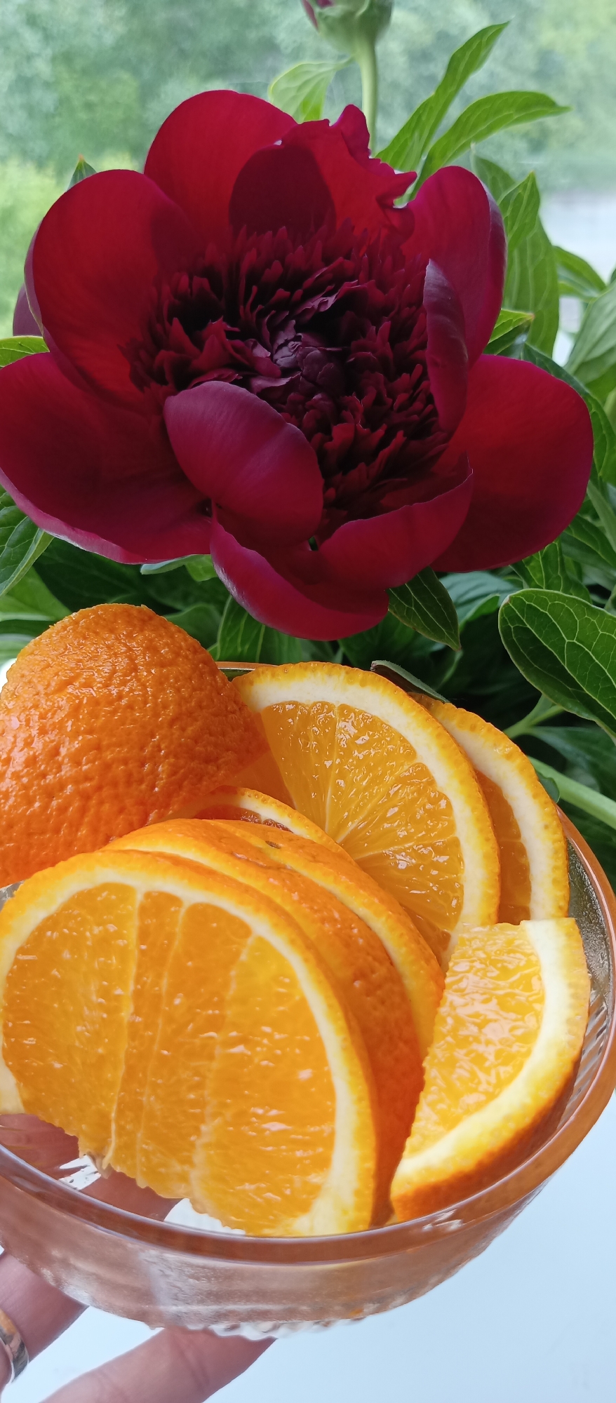A close-up shot shows a bowl of sliced oranges with a whole orange alongside, set against a backdrop of a large, dark red peony flower and green leaves. The oranges are arranged in a clear bowl, with the slices overlapping each other. The peony flower is the focal point in the background, its petals richly textured. The leaves behind the flower provide a green contrast. The location appears to be indoors near a window, suggested by the soft, natural light. The city is Unknown, Unknown.