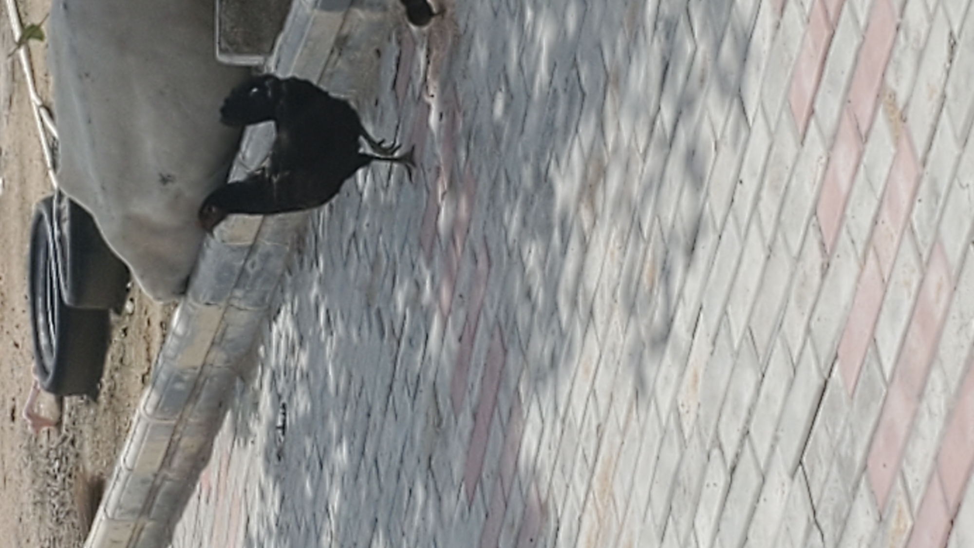 In Kason, Nigeria, a black chicken stands on a patterned cobblestone path. Behind the chicken, a light-colored, amorphous object is situated on the ground, potentially a large piece of fabric or a light-colored tarp. Further back, two black tires are visible, one partially covering the other. The scene appears to be outdoors, with the cobblestone path stretching into the foreground. Sunlight casts shadows across the path, indicating an outdoor environment.