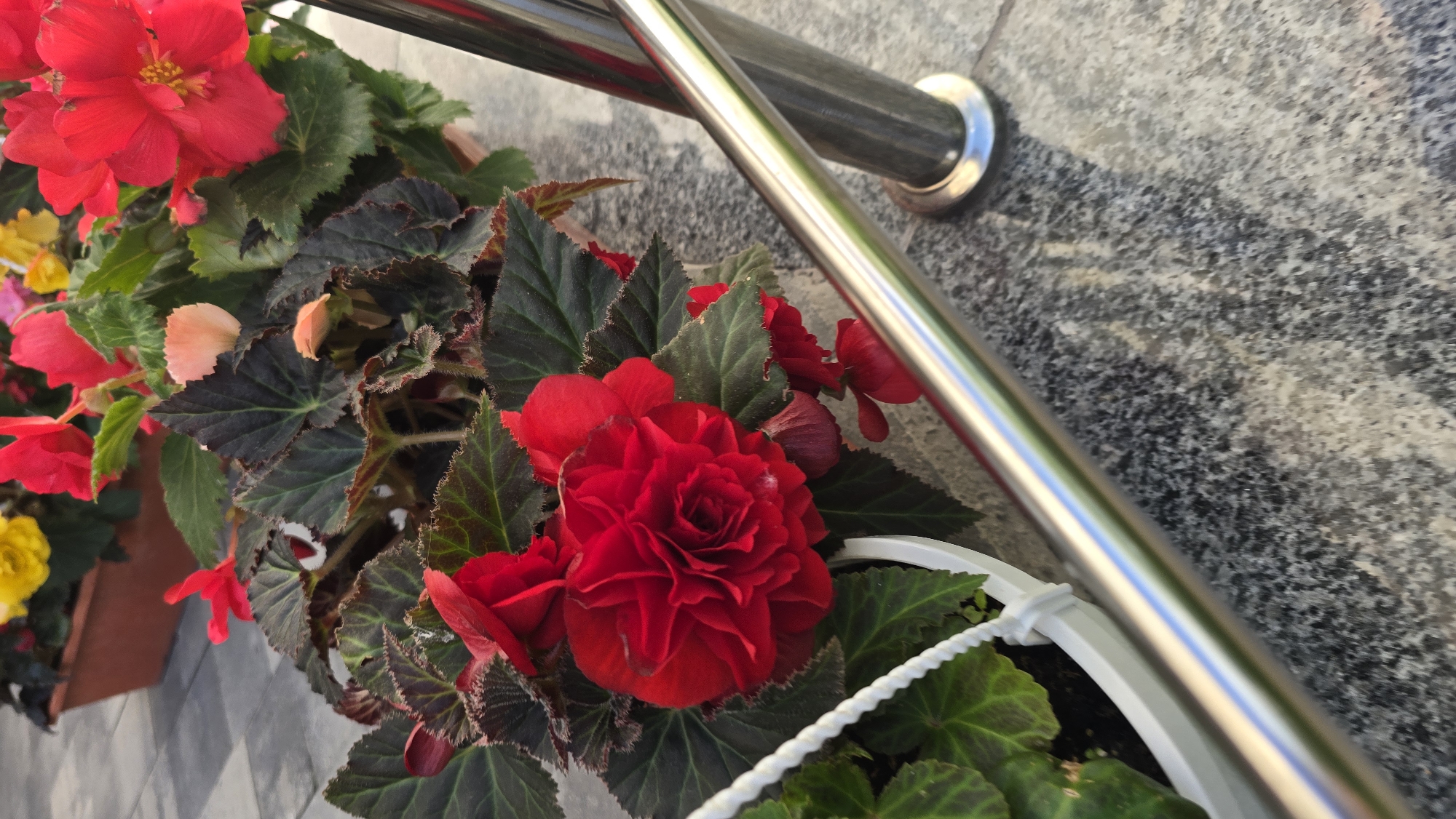 The image shows a close-up of red begonia flowers and dark green leaves in a white pot, with a metallic railing to the right. The flowers are vibrant and detailed, with layered petals. The leaves are broad and textured, with a slight sheen. The railing is polished and reflects the surrounding light. In the background, blurred yellow flowers and a terracotta planter are visible, suggesting an outdoor setting. The ground appears to be paved with gray stone tiles. The overall impression is that of a well-maintained garden or planter display, likely in a public space. The specific location in Kyiv, Ukraine is not identifiable from the image.