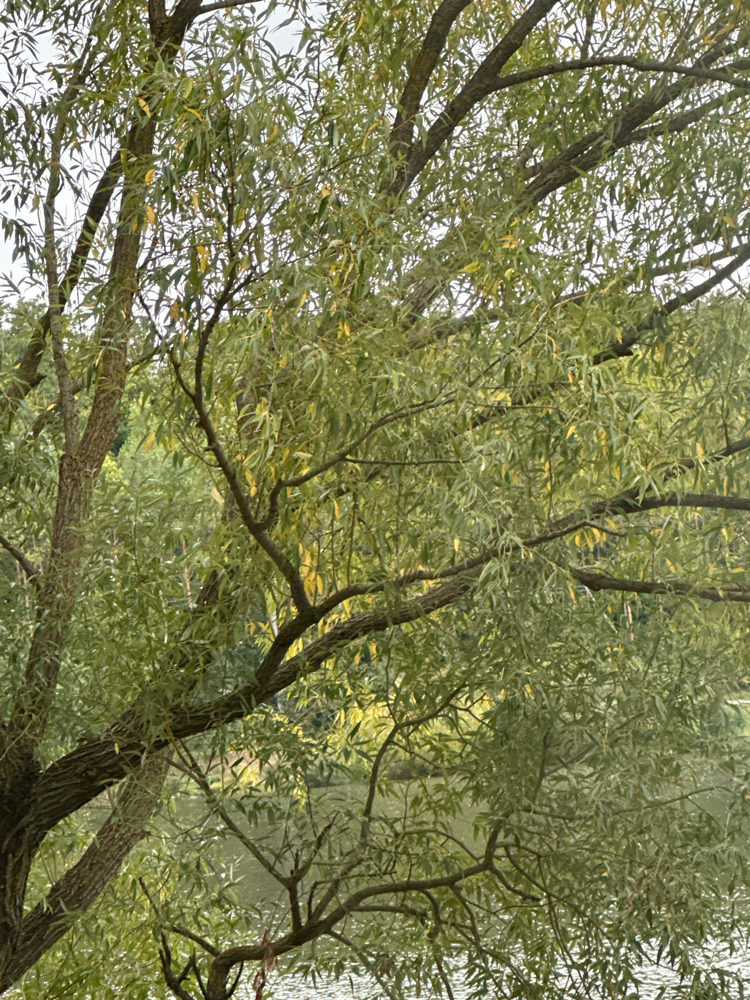 This is a vertical, medium-shot, eye-level outdoor photograph of a tree with long, drooping branches laden with green leaves and some yellowing leaves. The tree is in the foreground, with its trunk on the left side of the frame. Behind the tree, a body of water is visible, reflecting the overcast sky. Further in the background, a line of trees forms a distant shore. The scene appears to be a park or natural area, likely in or near the village of Makiv, Ukraine. There are no people or animals visible in the image.