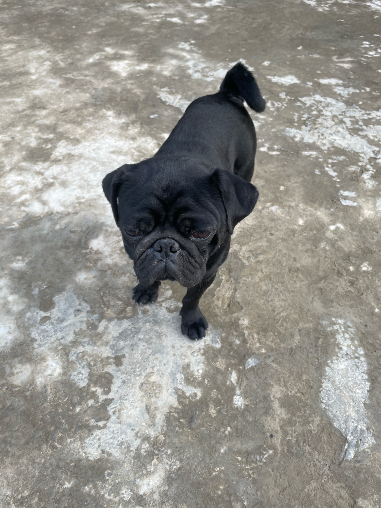A black pug stands on a concrete surface with patches of white residue. The dog is facing the camera, with its head slightly tilted. The background is a grey, mottled concrete ground. The lighting suggests an outdoor setting. The image is taken from a high angle. The specific location in Daili, India, cannot be determined from the visual information provided in the image.