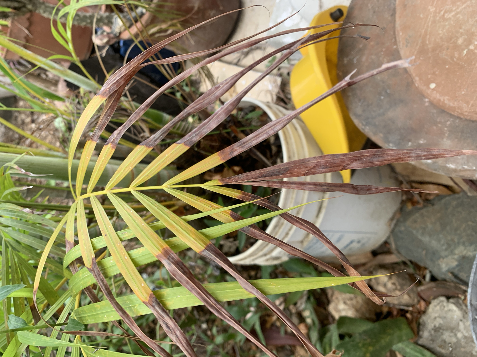 The image captures a close-up view of a palm-like plant frond displaying significant distress, set against an outdoor, cluttered background. The main subject is a single frond, characterized by a central stem with numerous narrow leaflets extending outwards. A notable detail is the plant's condition: many of the leaflets exhibit a distinct transition from green to yellow, and then to a dark brown, dried state. The browning appears to start from the tips and edges, progressing inwards, suggesting issues like dehydration, nutrient deficiency, or disease. Some leaflets are entirely brown and curled, while others show partial yellowing and browning, and a few near the base of the frond remain green.
In the background, various objects and natural elements are visible, indicating an outdoor setting. To the right, a bright yellow plastic object, possibly a bucket or a garden tool, stands out. Below it and to the left, a white plastic container is partially visible. Further back, a large, weathered terracotta pot, possibly used for gardening, and several grey-brown rocks are scattered on the ground. Other green foliage and dirt are also present, creating a somewhat unkempt garden or outdoor area. The lighting suggests it is daytime, with no shadows indicating extreme early morning or late evening. There is no visible text in the image. The scene conveys a sense of plant in need of care within a casual outdoor environment, consistent with a garden in a location like Santa Ana, Venezuela.