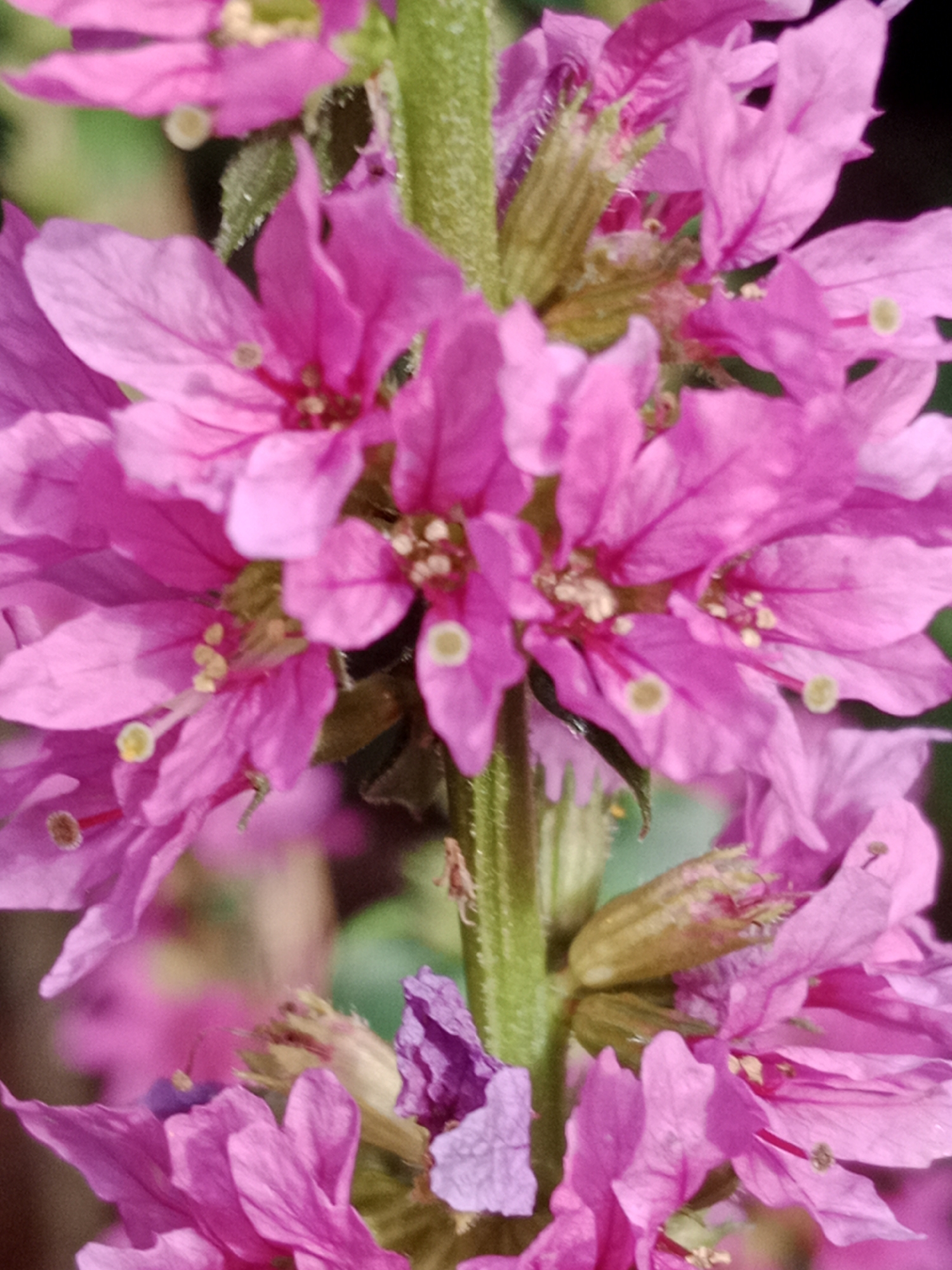 The image shows a close-up of a flowering plant with vibrant pink petals and green stems. The flowers have multiple petals, some of which are delicate and slightly curled. There are visible stamens and pistils within the flowers. The background is blurred, suggesting a shallow depth of field, with hints of green and darker tones, likely foliage or other plants. There are no people, animals, or man-made objects present in the image. The scene is natural and appears to be an outdoor setting. The image is a photograph of a botanical subject. The location in Bydgoszcz, Poland, is not determinable from the visual information provided in the image.