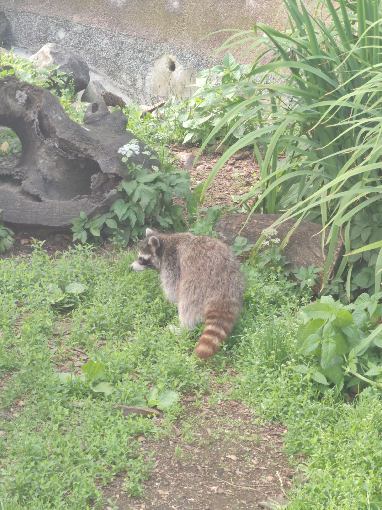 A raccoon with a bushy, ringed tail stands in a patch of green grass and low-lying plants. The raccoon is facing to the right, with its head turned slightly towards the left, revealing its masked face. Behind the raccoon, a large, gnarled piece of driftwood lies on the ground, partially covered by green foliage. In the background, tall green grasses and a rough, textured wall are visible. The ground is a mix of dirt and small stones.