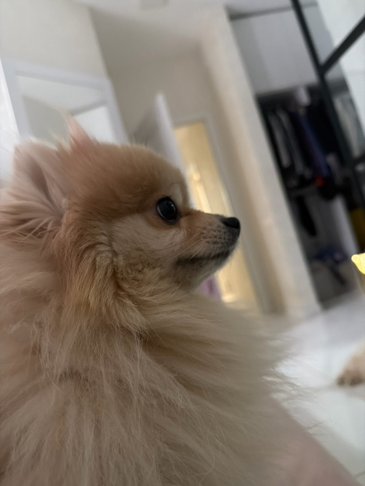 A close-up, side profile shot shows a fluffy, light brown Pomeranian dog looking to the right. The dog's fur is thick and appears soft. The background is softly blurred, suggesting an indoor environment. To the right of the dog, a portion of a closet with hanging clothes is visible. A bright yellow object is partially in frame on the far right. The scene is indoors and does not provide any visual cues to determine a specific location within Tbilisi, Georgia.