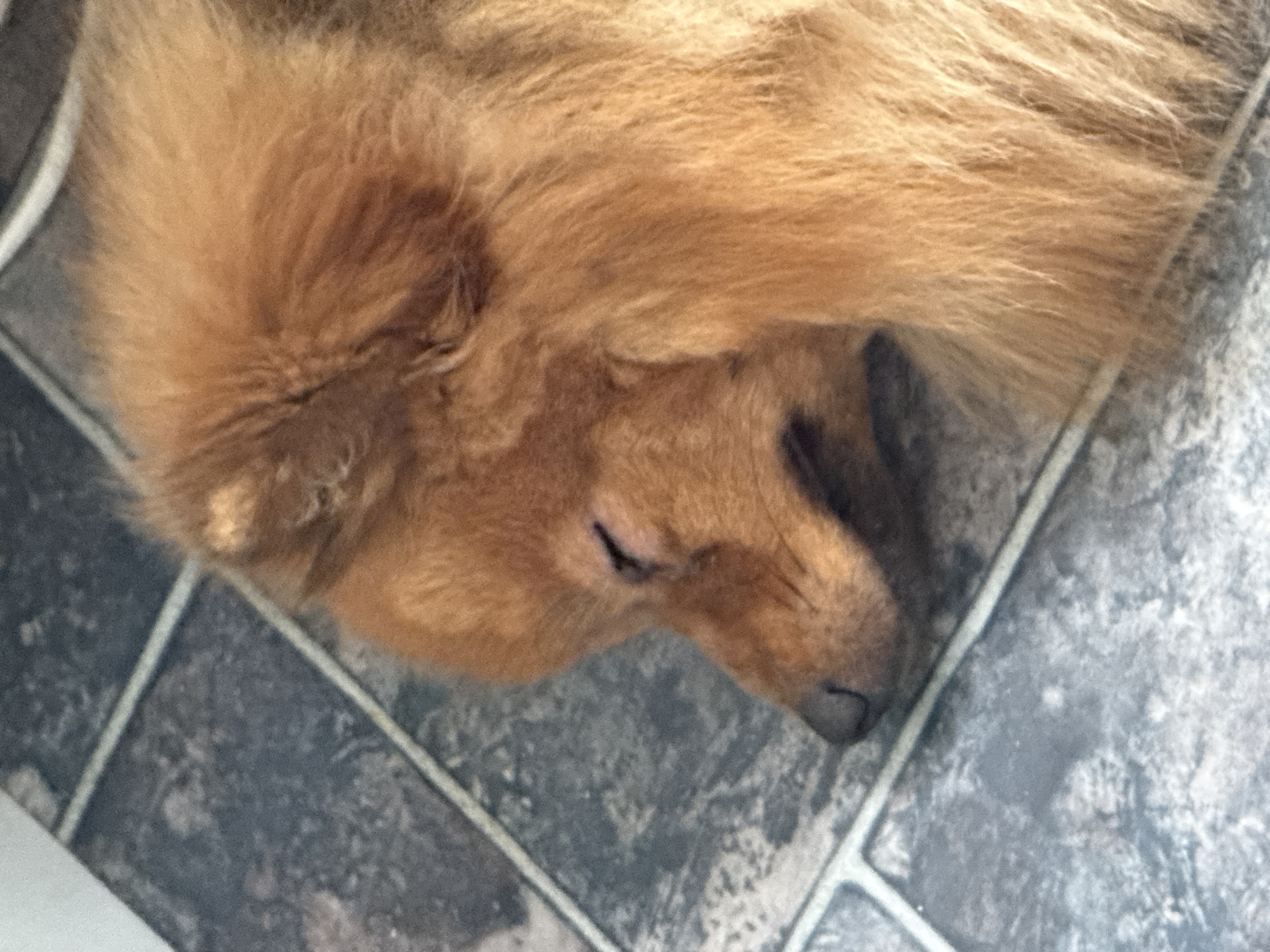 This is a close-up, top-down shot of a light brown dog, likely a Chow Chow, sleeping on a tiled floor. The dog is curled up, with its head resting on its paws and its eyes closed. Its fur is thick and appears to be a golden or reddish-brown color. The tiled floor has a dark grey pattern with lighter grey grout lines. The lighting suggests it is daytime, and the setting appears to be indoors, possibly a home. The dog seems peaceful and relaxed in its sleep. There is no visible text in the image.