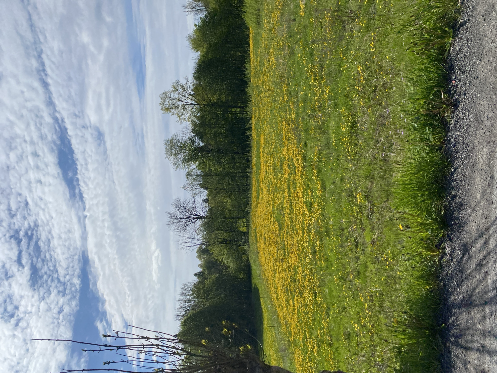 The image shows a field of yellow flowers in Asker, Norway. The field is bordered by a forest on one side and a gravel path on the other. The sky is blue with white, patterned clouds. A small tree with sparse branches is visible in the lower left corner of the image. No people are visible.