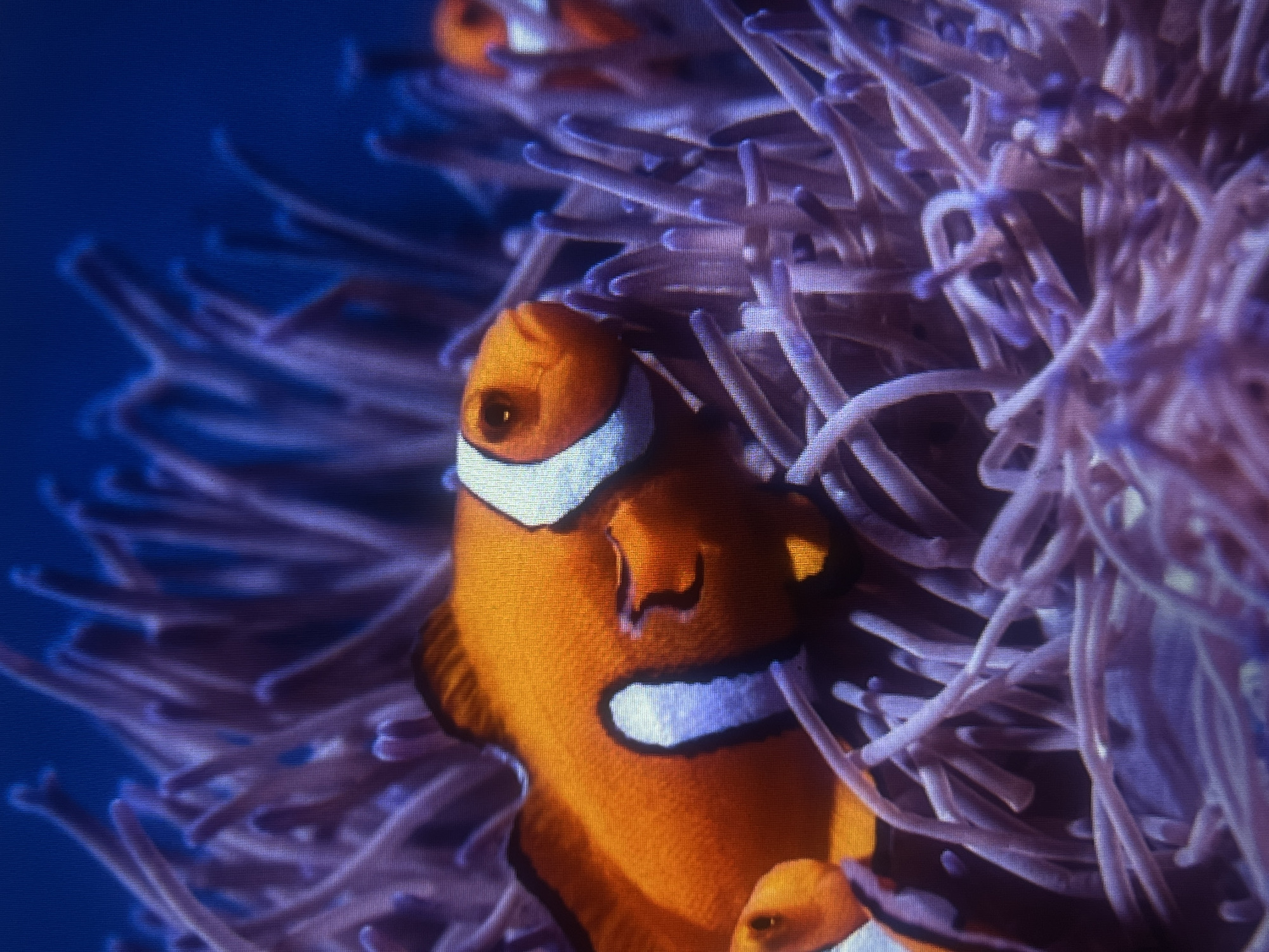 The image is a close-up underwater shot of two clownfish nestled within the tentacles of a sea anemone. The clownfish are predominantly orange with distinctive white bands outlined in black. The anemone's tentacles are a soft purple hue and appear to be swaying gently. The background is a deep, dark blue, suggesting an ocean environment. The lighting is dim, focusing attention on the brightly colored fish and anemone. There is no indication of Casablanca, Morocco in this image; it depicts an underwater marine scene.