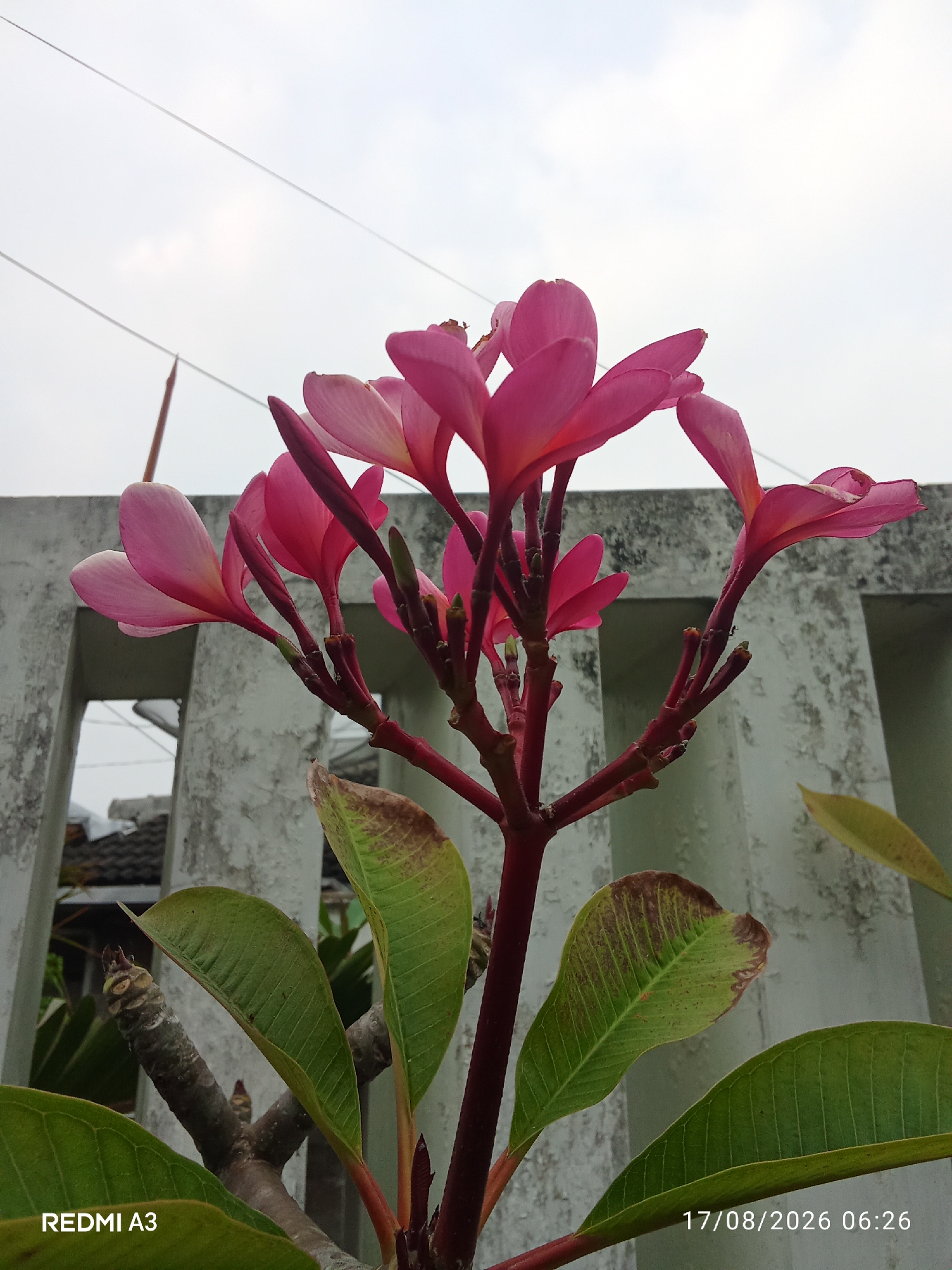 An outdoor medium shot captures a blooming frangipani tree branch, its pink flowers and green leaves prominent against a cloudy sky and a grey concrete wall. The branch, a deep red, sprouts several pink frangipani blossoms and some green leaves. One leaf in the foreground shows signs of browning and decay. The concrete wall, with its rough texture and rectangular openings, suggests an urban or semi-urban environment. Thin electrical wires crisscross the sky in the upper portion of the frame. A watermark at the bottom left reads "REDMI A3" and at the bottom right reads "17/08/2026 06:26". The overall scene is likely taken from a residential area, possibly a backyard or balcony, in Cemani, Indonesia, given the distinct architectural style of the wall and the presence of a frangipani tree.