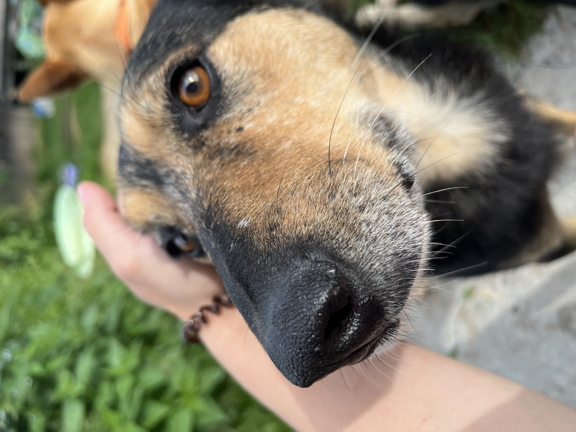 A close-up, eye-level, outdoor shot focuses on the head and snout of a German Shepherd mix dog. The dog's face is partially obscured by a human hand stroking its head. The dog's fur is a mix of black, brown, and tan. Its amber eyes are looking towards the camera. The background is blurred, showing green foliage and a hint of another dog in the distance. The ground appears to be a light-colored surface, possibly concrete or pavement. The image has a shallow depth of field, with the dog's nose and eye in sharp focus. There is no discernible connection to Nizhny Tagil, Russia.