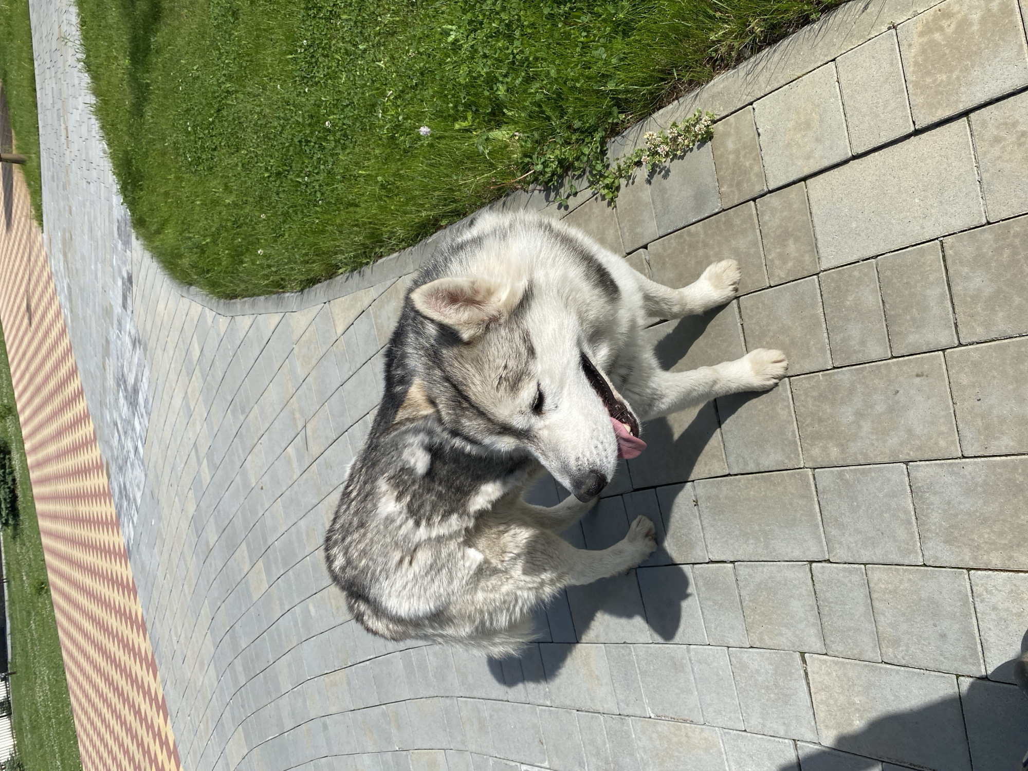 An overhead view, rotated 90 degrees clockwise, shows a medium-sized dog, likely an Alaskan Malamute or Husky, resting on a paved path on a sunny day. The dog, with a distinctive coat of grey, white, and black fur, is seen from above, lying or sitting with its head turned to the left, mouth open, and tongue slightly extended, suggesting it is panting or relaxed.
The setting is an outdoor area featuring a light grey paved walkway constructed from rectangular blocks. To the immediate left of this path is a strip of lush green grass interspersed with small white clover flowers. Further left, another section of pavement with a contrasting red and beige checkered pattern is visible. Bright sunlight casts sharp shadows from the dog and other elements, indicating clear weather during the day. No people or visible text are present in the image. The scene conveys a calm, warm day in Tyumen, Russia.