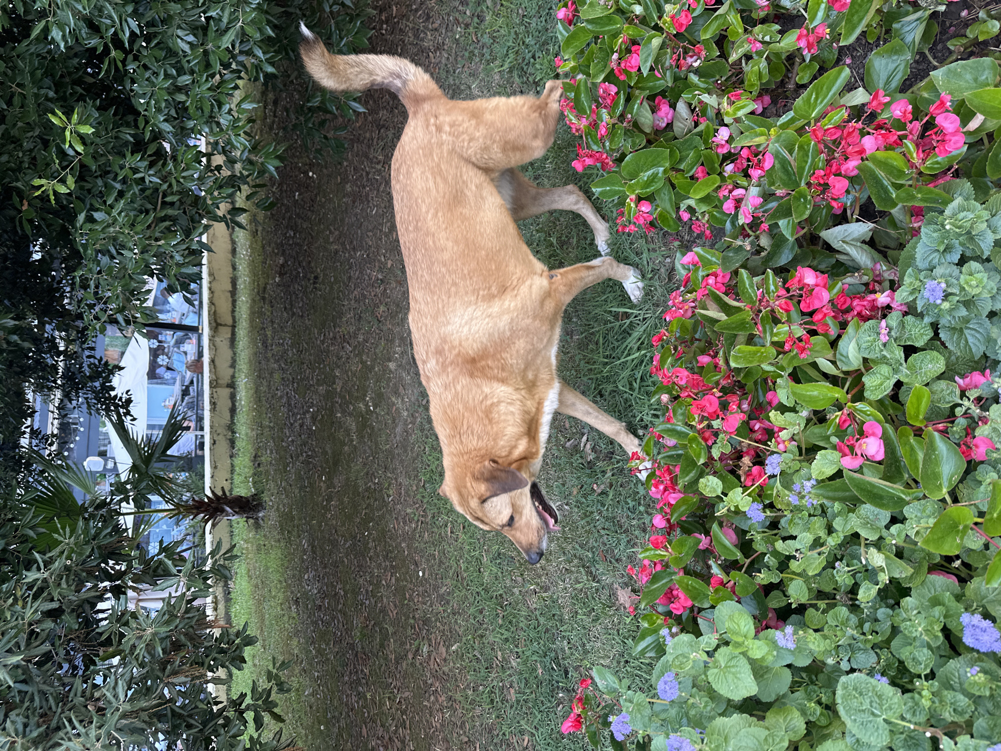 A light brown dog with its mouth open walks in front of a bed of pink and purple flowers. The dog is in profile view, facing left, and appears to be sniffing the ground. The flowers are lush and green, with a mix of pink begonia-like blooms and small purple flowers. Behind the flowers, a patch of green grass leads to a treeline. In the background, obscured by foliage, are hints of a building with white awnings and outdoor seating, suggesting a cafe or restaurant in a park-like setting. The lighting suggests it is daytime, with dappled sunlight filtering through the leaves. The overall scene is one of an outdoor urban environment, possibly a park in Sochi, Russia, where the dog is enjoying a walk.