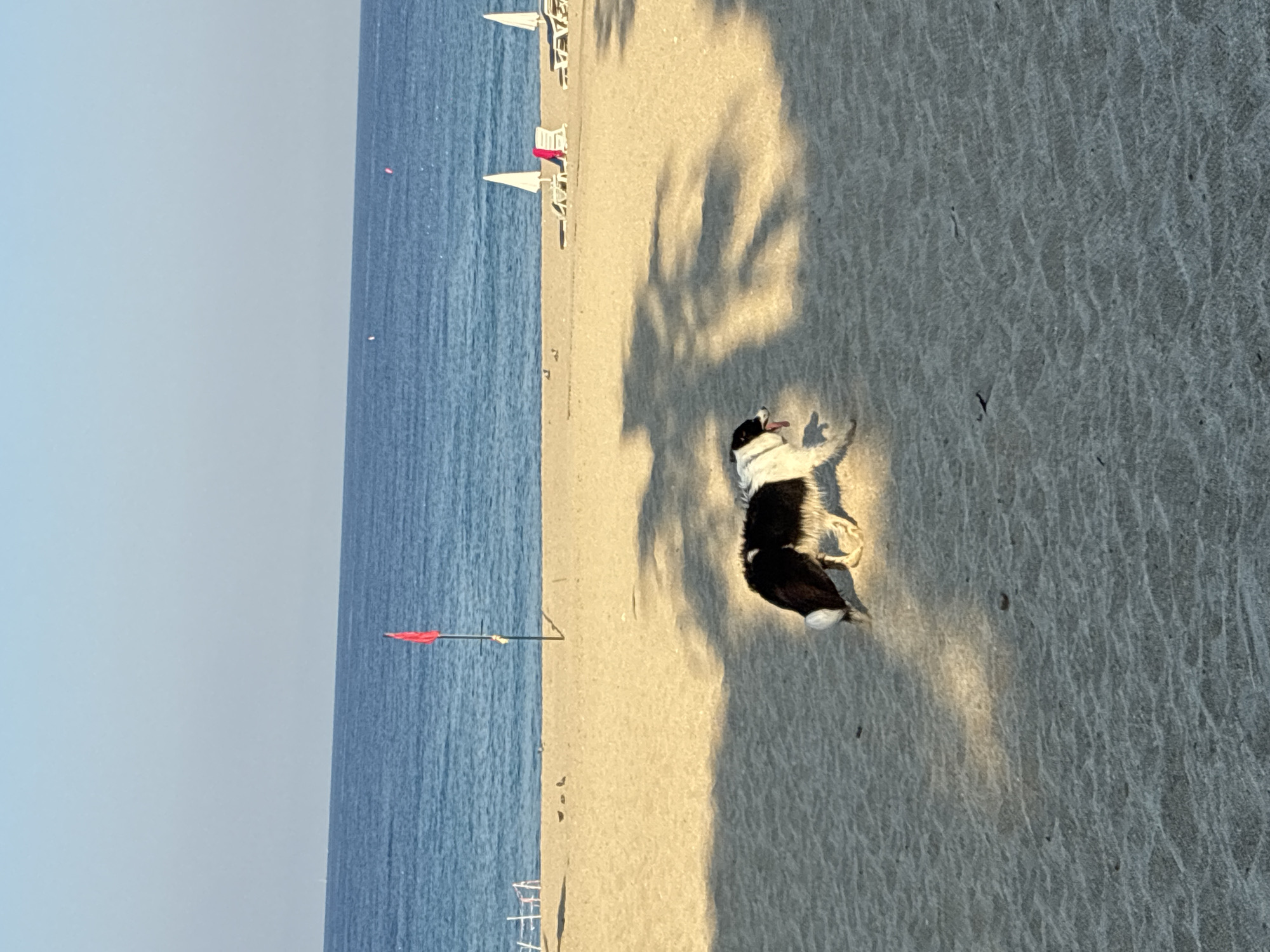 A black and white dog is running on a sandy beach in Alanya, Turkey. The dog is in motion, with its tongue hanging out and its body angled as if it is mid-stride. The sand is light in color and appears dry. In the background, the blue sea stretches to the horizon under a clear, pale blue sky. A red flag is planted in the sand near the water's edge, and a few beach chairs and umbrellas are visible further down the beach. Palm tree shadows are cast across the sand, indicating a sunny day. The overall impression is one of a peaceful, warm day at the beach with a playful dog.