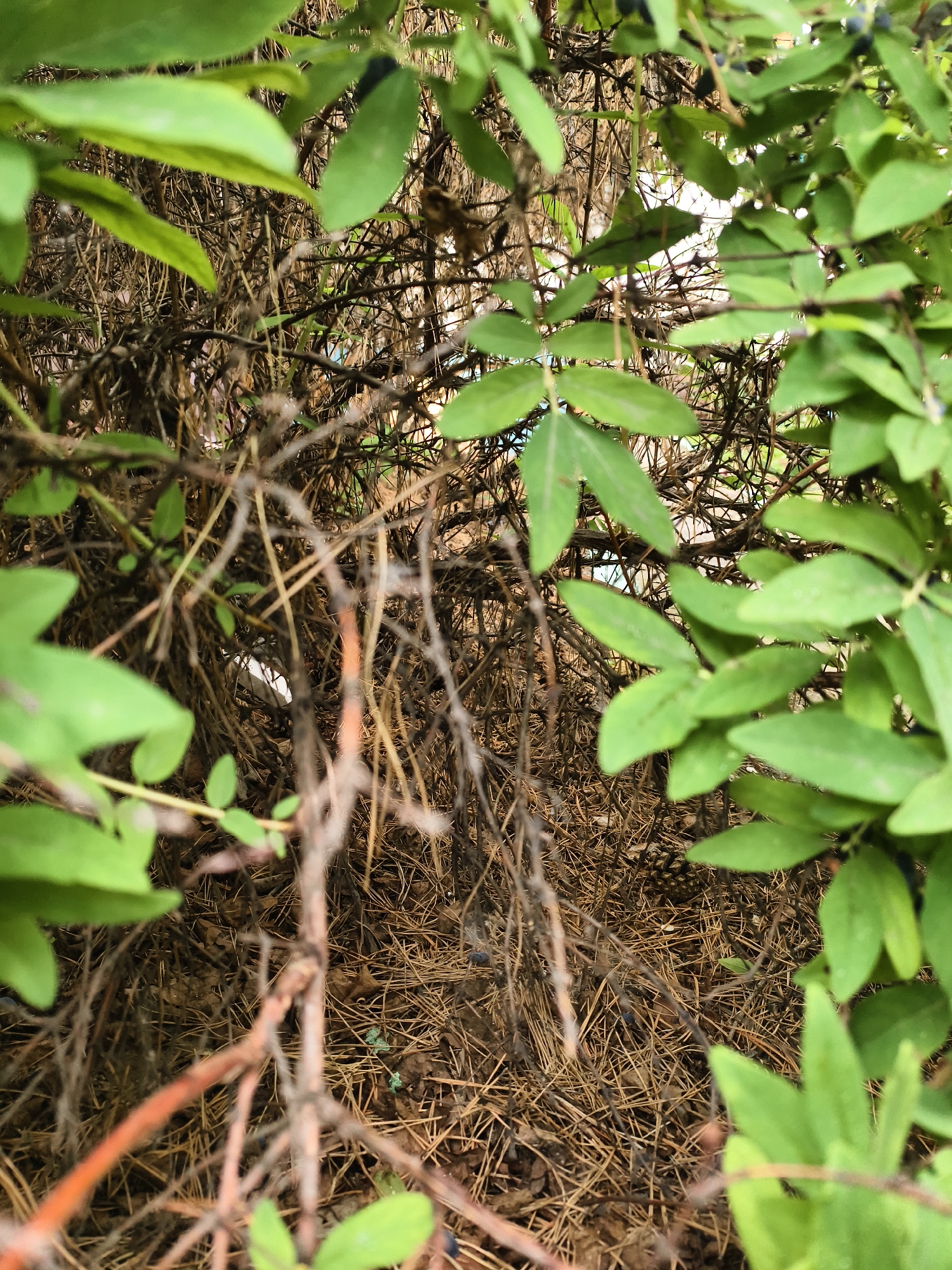 The image shows a close-up view of the interior of a dense bush with green leaves and thin, tangled branches. The ground beneath the bush is covered with dry pine needles. There are some dark berries visible on some of the branches. The scene appears to be outdoors in a natural environment.
