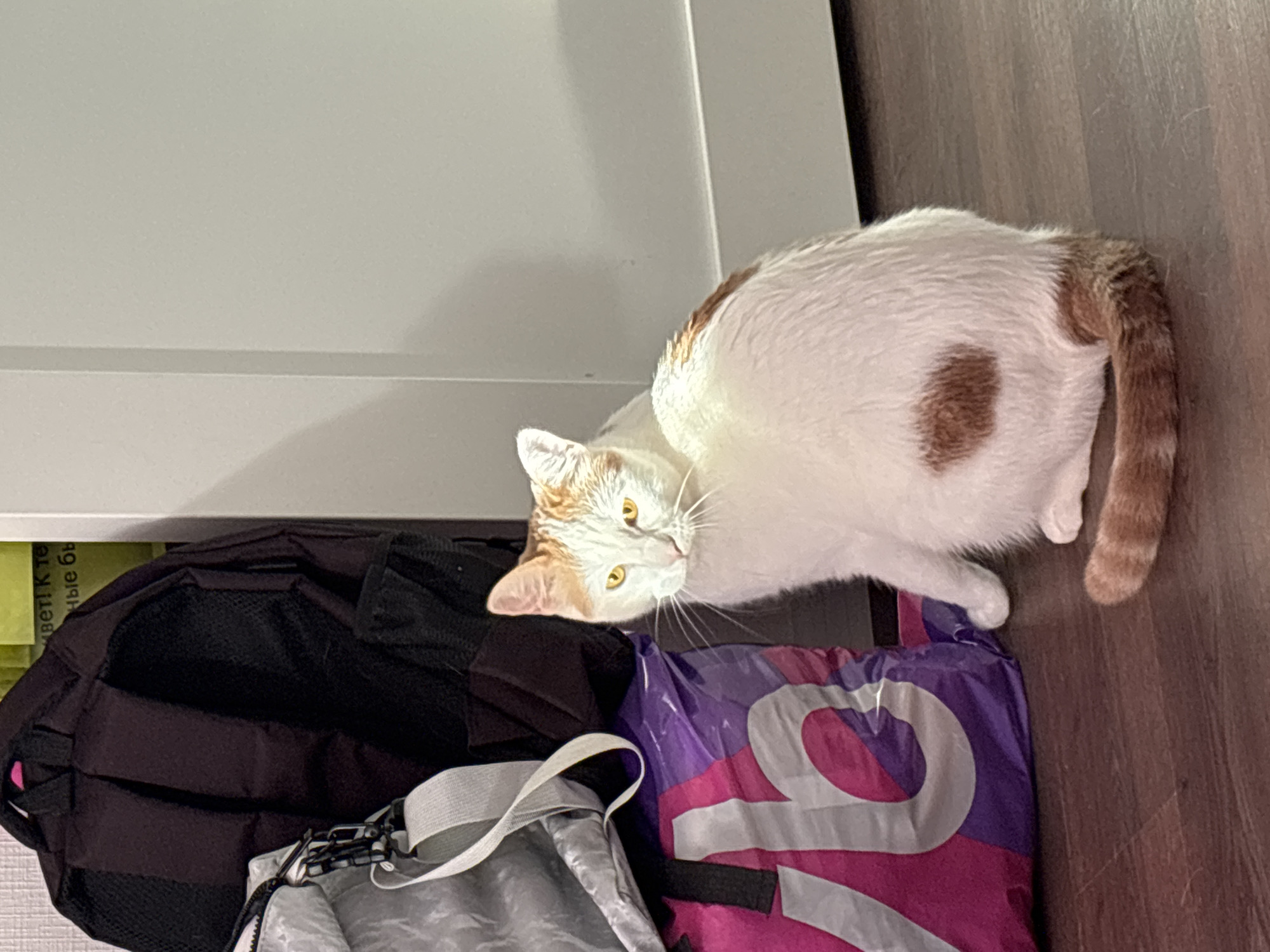 A white and orange cat with bright yellow eyes sits on a dark wooden floor next to a stack of bags. The cat is facing left, with its body angled towards the viewer. The bags include a purple and pink bag with a large white "C" logo, a gray bag with a black strap, and a dark backpack. The background consists of a light-colored wall with a vertical seam, suggesting an interior setting. Text is visible on a yellow surface behind the backpack, but it is largely unreadable. The lighting suggests indoor ambient light, casting shadows on the floor. The scene appears to be in a residential or storage area.