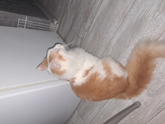 A white and orange cat is lying on a light grey wood floor. The cat's head is near a white cabinet. The cat has a fluffy tail that curls upward. Part of a grey chair or table leg is visible near the cat's tail. A white shelf with a metal grate is visible in the upper left of the image. The lighting is bright.