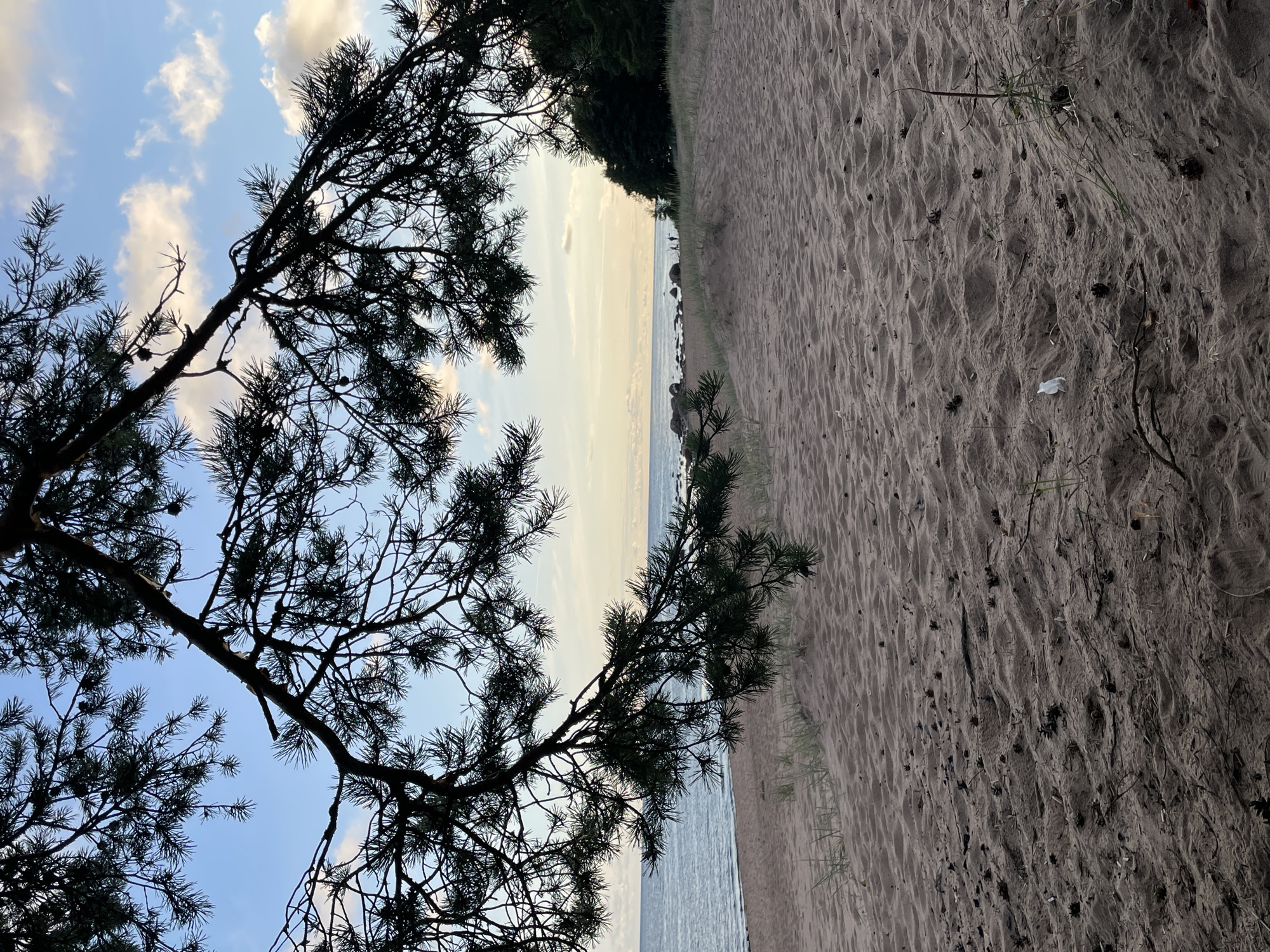 The image depicts a sandy beach in Zelenaya Roshcha, Russia. A large pine tree branch with needles and cones overhangs the foreground, obscuring the sky and a portion of the scene. The beach sand is textured with visible footprints and scattered pinecones and debris. In the middle ground, the calm sea meets the shore, with a line of rocks and a dense forest bordering the coastline on the right. Several indistinct figures are visible in the distance walking along the beach. The sky is a gradient of pale blue with scattered white clouds, suggesting it is late afternoon or early evening.
