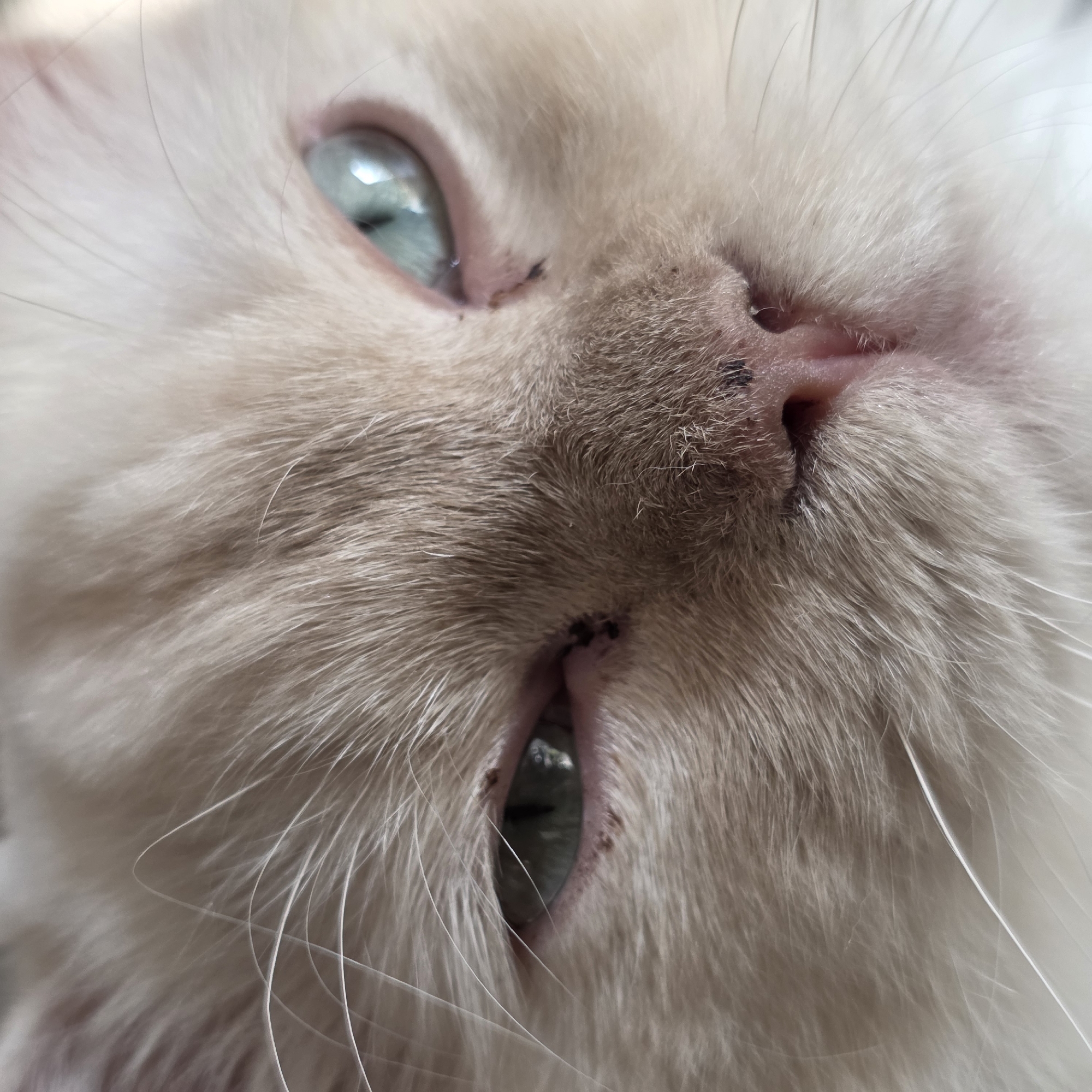 A close-up, low-angle, eye-level shot shows the face of a light-colored cat. The cat's fur is a pale cream color, with some light brown or gray markings. The cat's eyes are light blue and appear to be slightly narrowed. There are some dark spots around the cat's eyes and nose, which could be dirt or pigment. The cat's whiskers are long and white, and some are fanned out around its face. The background is blurred and appears to be indoors, with soft lighting. The image was taken in Portland, United States of America.