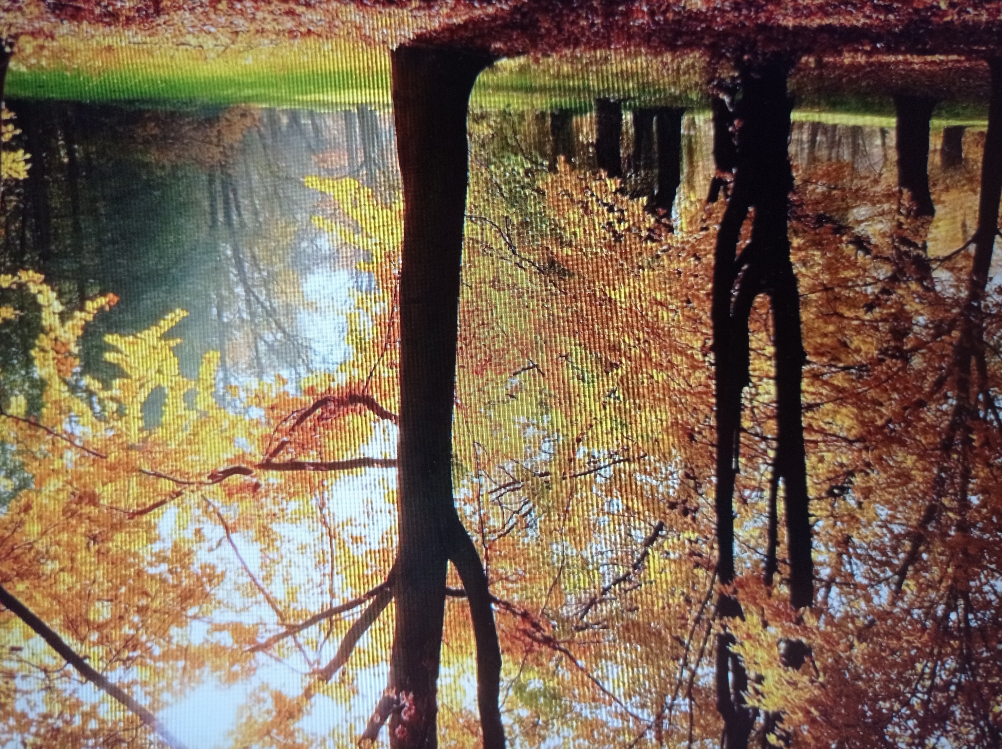 The image depicts a park in Mukachevo, Ukraine, during autumn. The foreground is covered with fallen leaves in shades of red and brown. Several trees, some with dark brown trunks and branches, stand in the scene. The leaves on the trees are predominantly golden and orange, suggesting the peak of autumn foliage. The sunlight filters through the leaves, creating bright highlights and casting shadows on the grass. The middle ground shows a grassy area with more trees in the background, some appearing denser and darker. The overall impression is of a serene park setting bathed in the warm light of an autumn day.