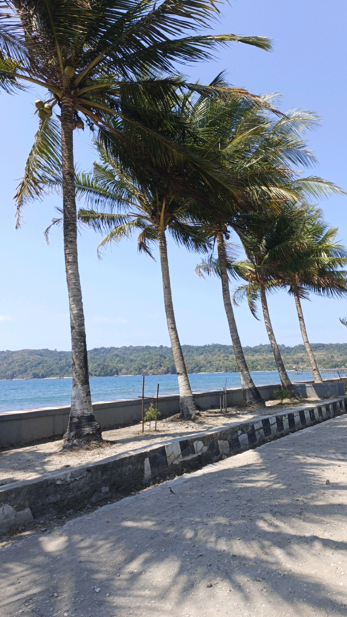 A bright, sunny day illuminates a tropical beach scene in Desa Pagandaran, Indonesia. Several tall palm trees, their fronds swaying in the breeze, line the shore. In the foreground, a sandy path with visible tire tracks and scattered pebbles leads towards the ocean. A concrete retaining wall, decorated with alternating black and white patterned stones, separates the path from a narrow strip of sandy ground behind it. Beyond the wall, the turquoise ocean stretches out to meet a distant, tree-covered coastline. The sky above is a clear, vibrant blue.