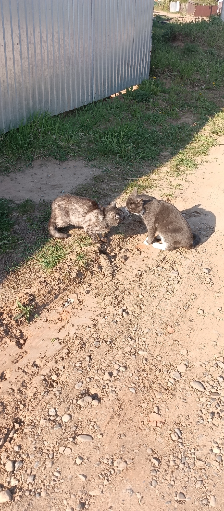 The image shows two cats interacting on a dirt and gravel surface adjacent to a corrugated metal fence. One cat is a gray tabby and appears to be crouched or slightly lowered, while the other is a gray cat with white paws and is sitting. The cats are close to each other, possibly touching noses. The environment is outdoors, with some patches of grass visible near the fence. The location appears to be a rural or semi-rural area, potentially on the outskirts of a city.