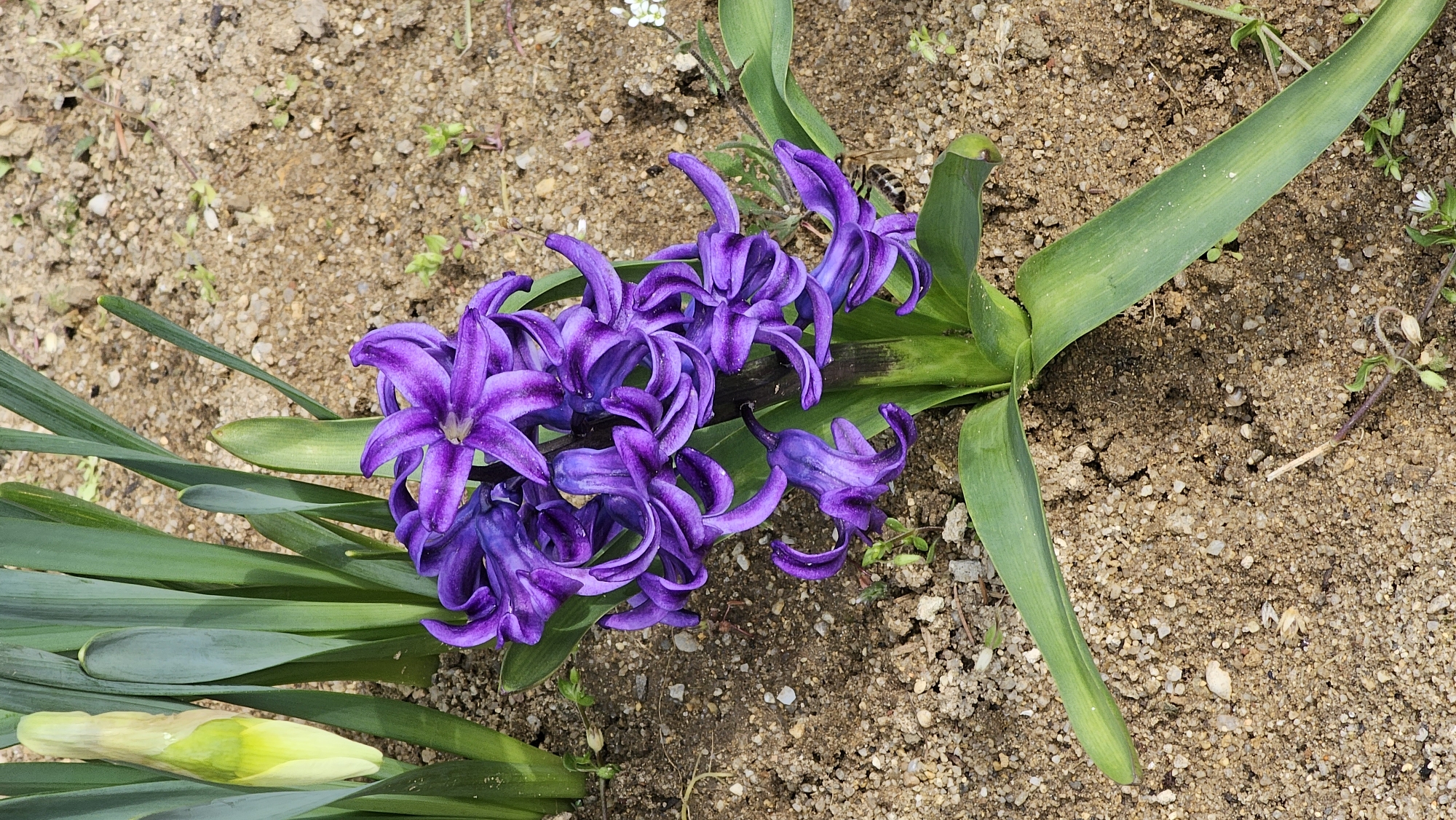 The image shows a close-up view of purple hyacinth flowers and green leaves against a background of sandy soil. The flowers are in full bloom, with a cluster of individual blossoms. There is also a closed yellow and green flower bud. There is a bee on the right. The location is unspecified, but claimed to be Varna, Bulgaria.
