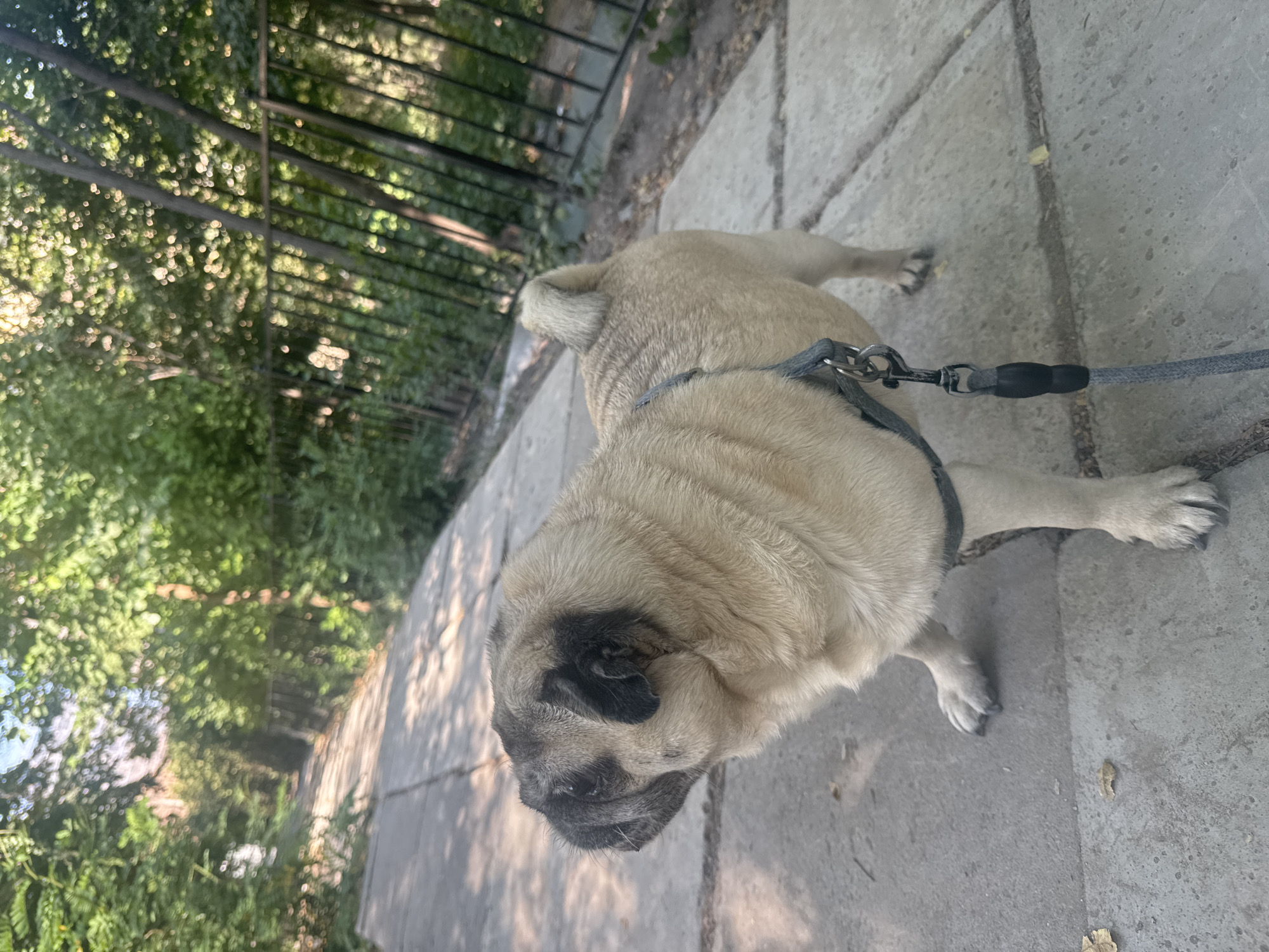 A fawn-colored pug dog wearing a grey harness and leash stands on a concrete path lined with trees and a black metal fence. The path appears to be a sidewalk or walkway in an urban park setting. The dog is looking to its left, with its head tilted slightly upwards. Sunlight filters through the leaves of the trees, creating dappled shadows on the ground. The background is filled with lush green foliage and the texture of the fence. The scene suggests a pleasant day for a walk in Bishkek City, Kyrgyzstan.