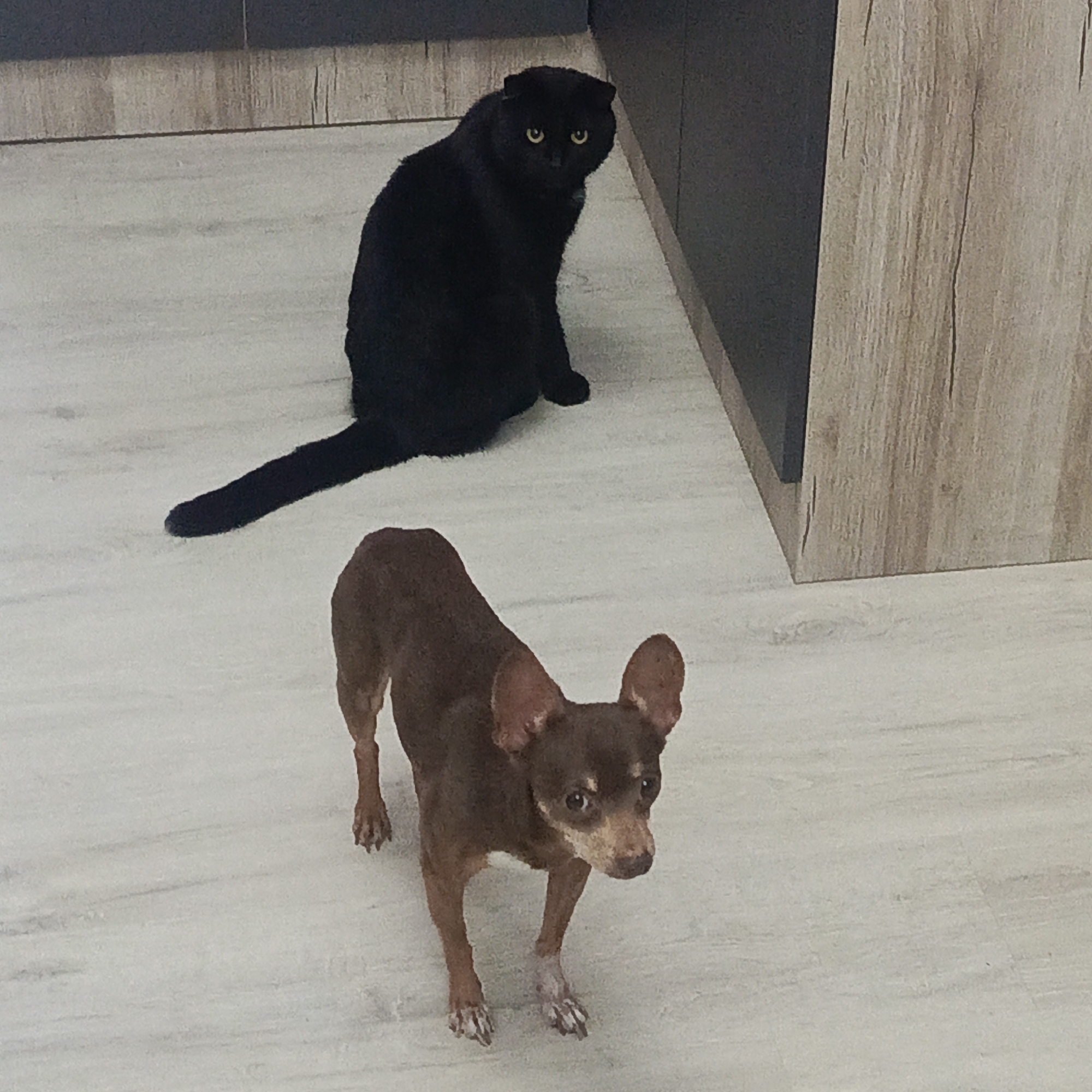 A medium shot captures a brown chihuahua in the foreground and a black cat in the background, both indoors. The chihuahua is standing, facing forward with its ears perked up. The cat is sitting behind it, with its tail curled to its left, looking forward. The floor is a light grey, slightly mottled tile. A wooden cabinet runs along the right side of the frame, with a dark grey panel above the wood. The location is a domestic interior in the city of Марковский, Russia.