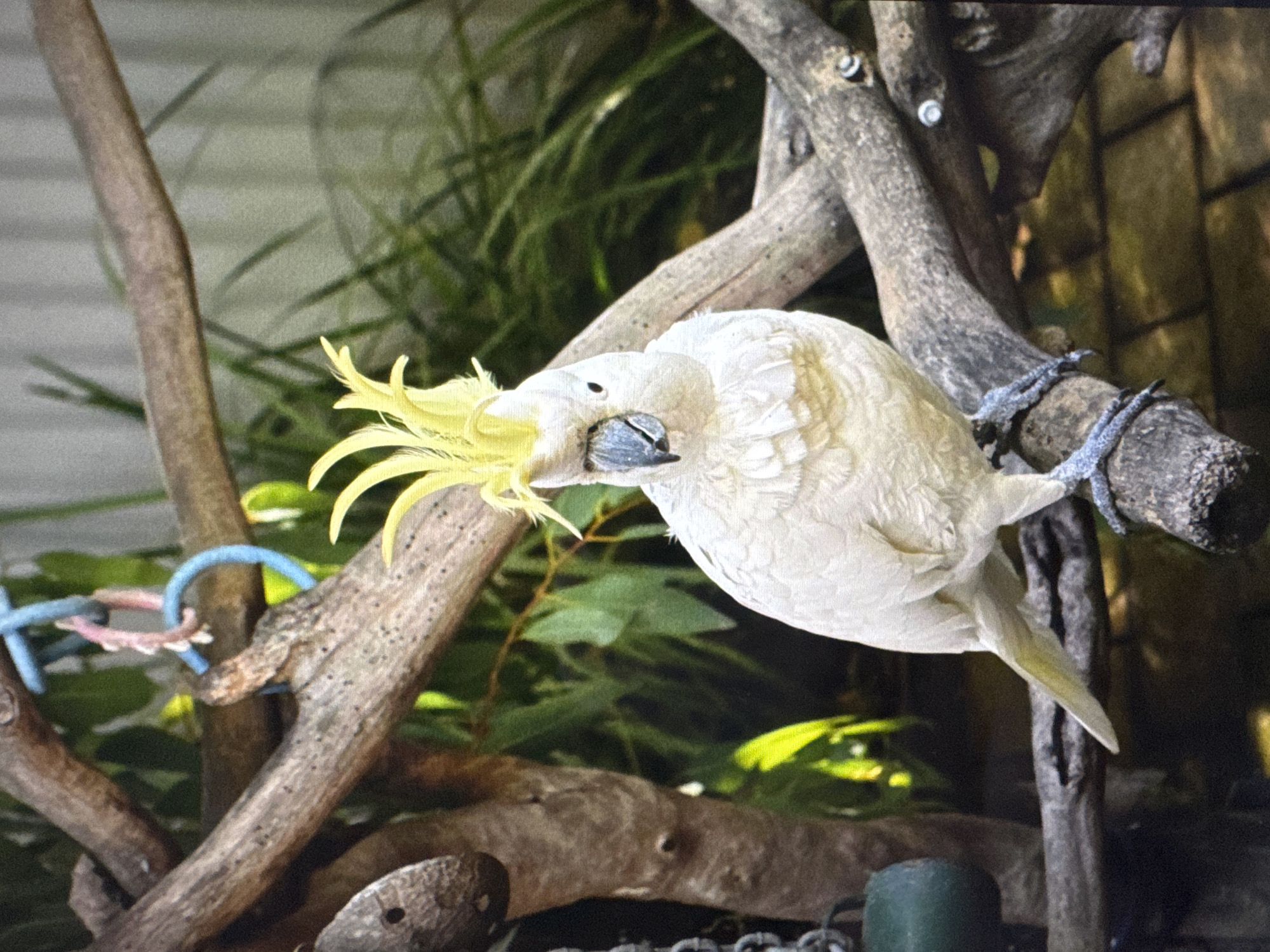 A white cockatoo with a yellow crest is perched on a branch. The bird is facing the camera with its beak slightly open. The background consists of trees and foliage. There is a toy hanging from a branch above the bird. The image appears to have been taken outdoors. There is no indication of the city of Tallinn, Estonia, or any other specific location.