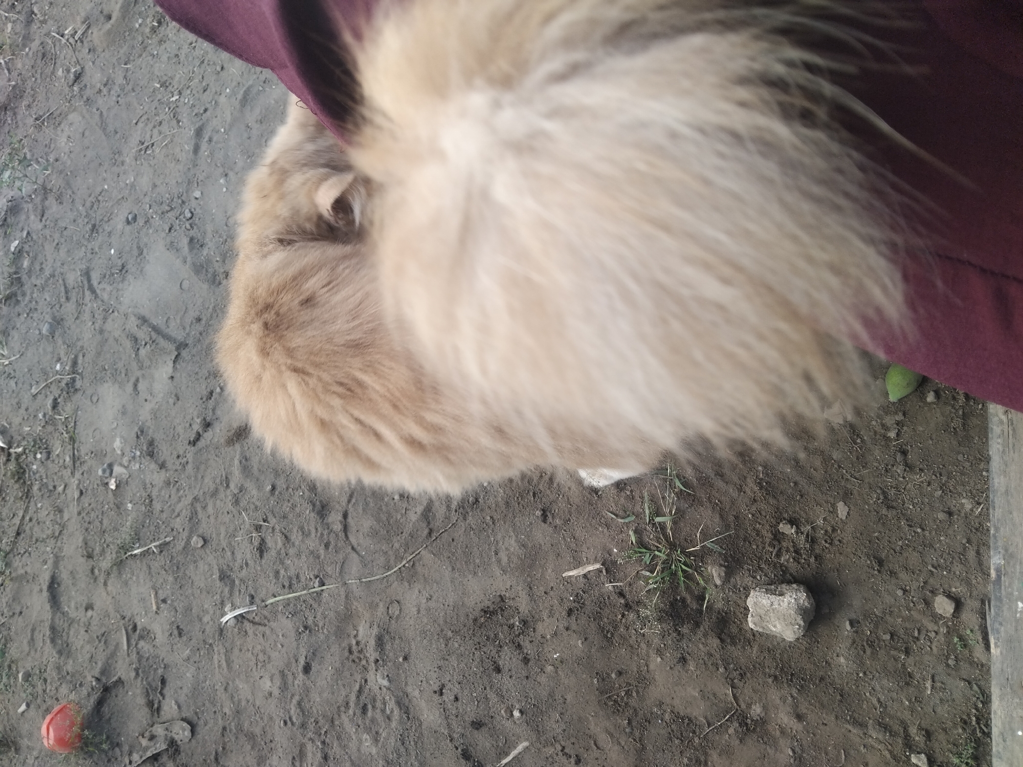The image shows a close-up view of a fluffy, light brown dog resting on the ground. The dog is curled up, with its head tucked under its body, and its bushy tail is prominently displayed in the foreground, obscuring much of its body. A small red ball is visible in the upper left corner of the image, suggesting it might be a toy. The ground appears to be dirt or soil, with a few small rocks and patches of dry grass scattered around. A portion of dark red fabric, possibly clothing, is visible to the right of the dog, indicating someone is likely sitting or lying on the ground with the animal. The scene appears to be an outdoor environment, possibly a yard or park. The image was captured in Tempeh, Indonesia.
