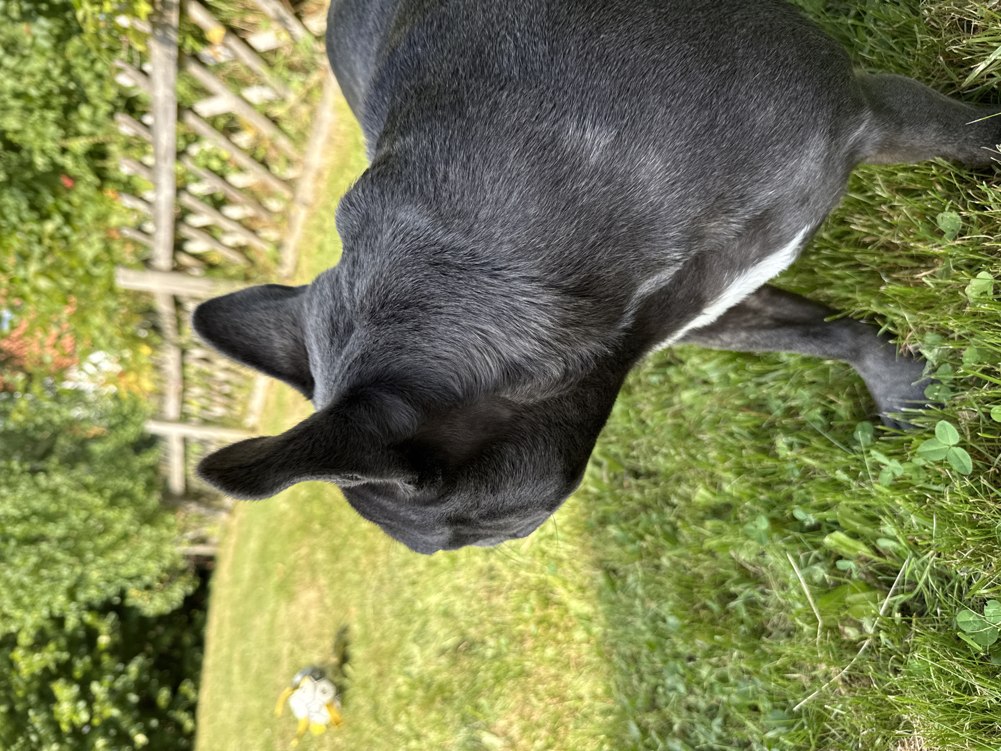 A dark grey French Bulldog is in a grassy yard with a wooden fence in the background. A yellow and white ball is on the lawn to the left of the dog. The dog's back is to the camera, and it is looking to the left. The scene is outdoors in daylight. This is a backyard in the city of Bad Sachsa, Germany.