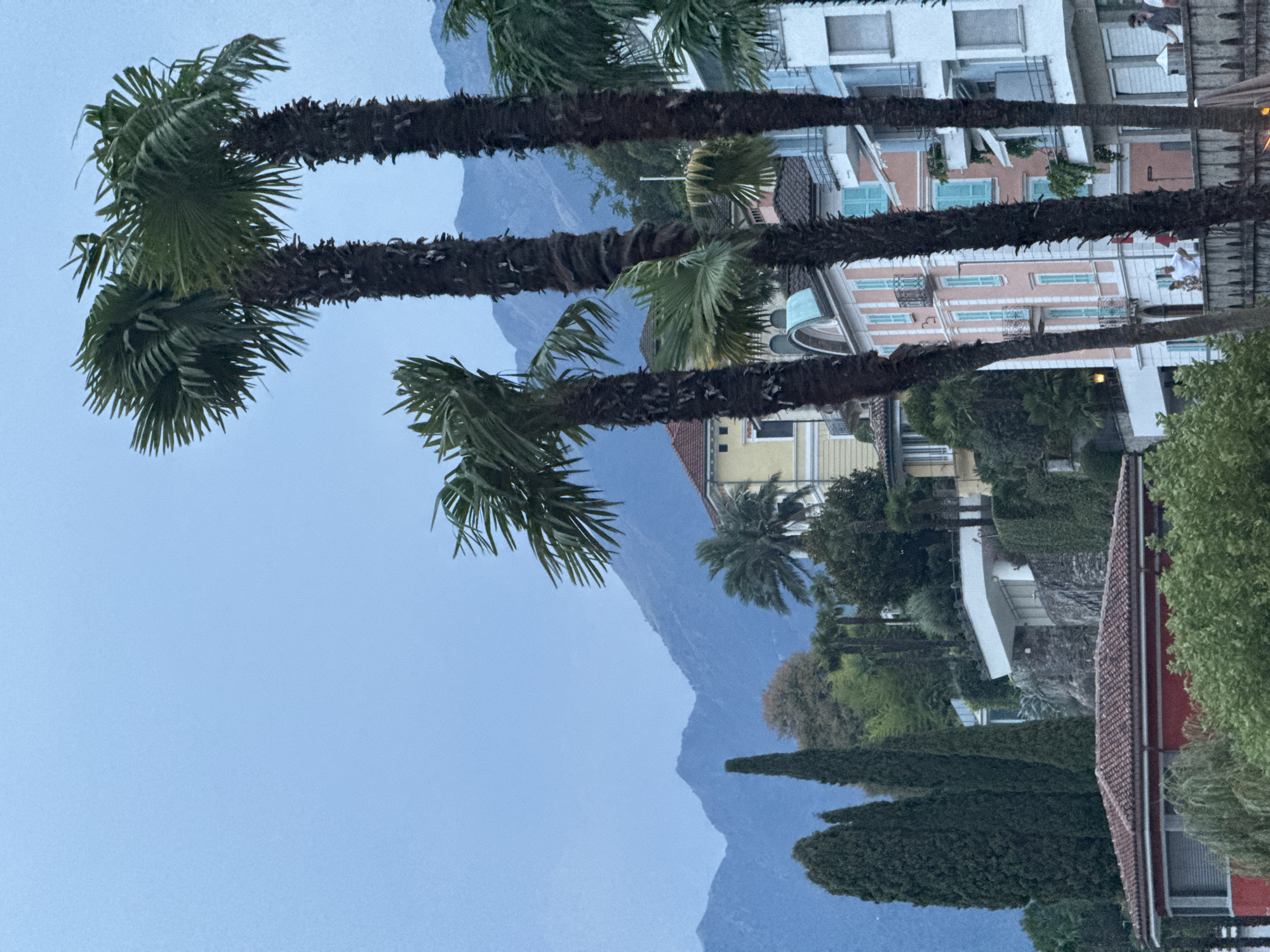 The image depicts a view of buildings and vegetation with palm trees in the foreground, set against a backdrop of mountains under a hazy blue sky. The buildings are a mix of architectural styles, with some featuring colorful facades and balconies. The vegetation is lush, with tall, slender trees and the fronds of palm trees dominating the foreground. In the distance, layered mountain ranges are visible, fading into the atmospheric haze. The scene appears to be a waterfront area, possibly in a town like Ascona, Switzerland, known for its lakeside setting and palm-lined promenade. Some people are visible on a balcony or walkway in the lower right portion of the image, suggesting a public or residential area.