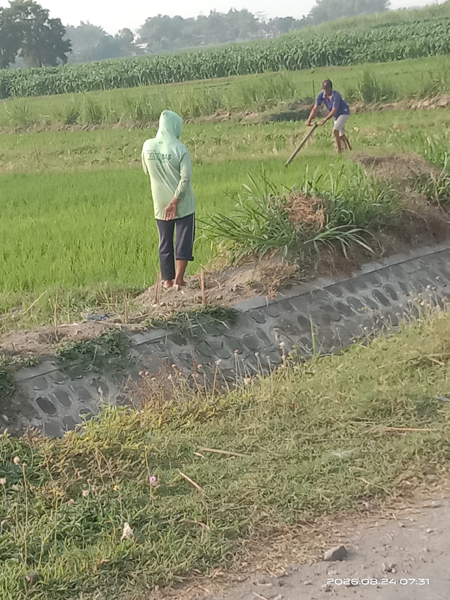 In Banyuarang, Indonesia, two farmers are working in a lush green rice paddy. The farmer in the foreground, wearing a light green hooded shirt and dark pants, stands facing away from the camera, his hands clasped behind his back. In the background, another farmer, dressed in a blue shirt and white shorts, is engaged in agricultural labor, using a tool to work the soil. The rice fields stretch out towards a backdrop of trees and a hazy sky, with a concrete ditch running along the edge of the paddy. The image is dated 2026.08.24 at 07:31.