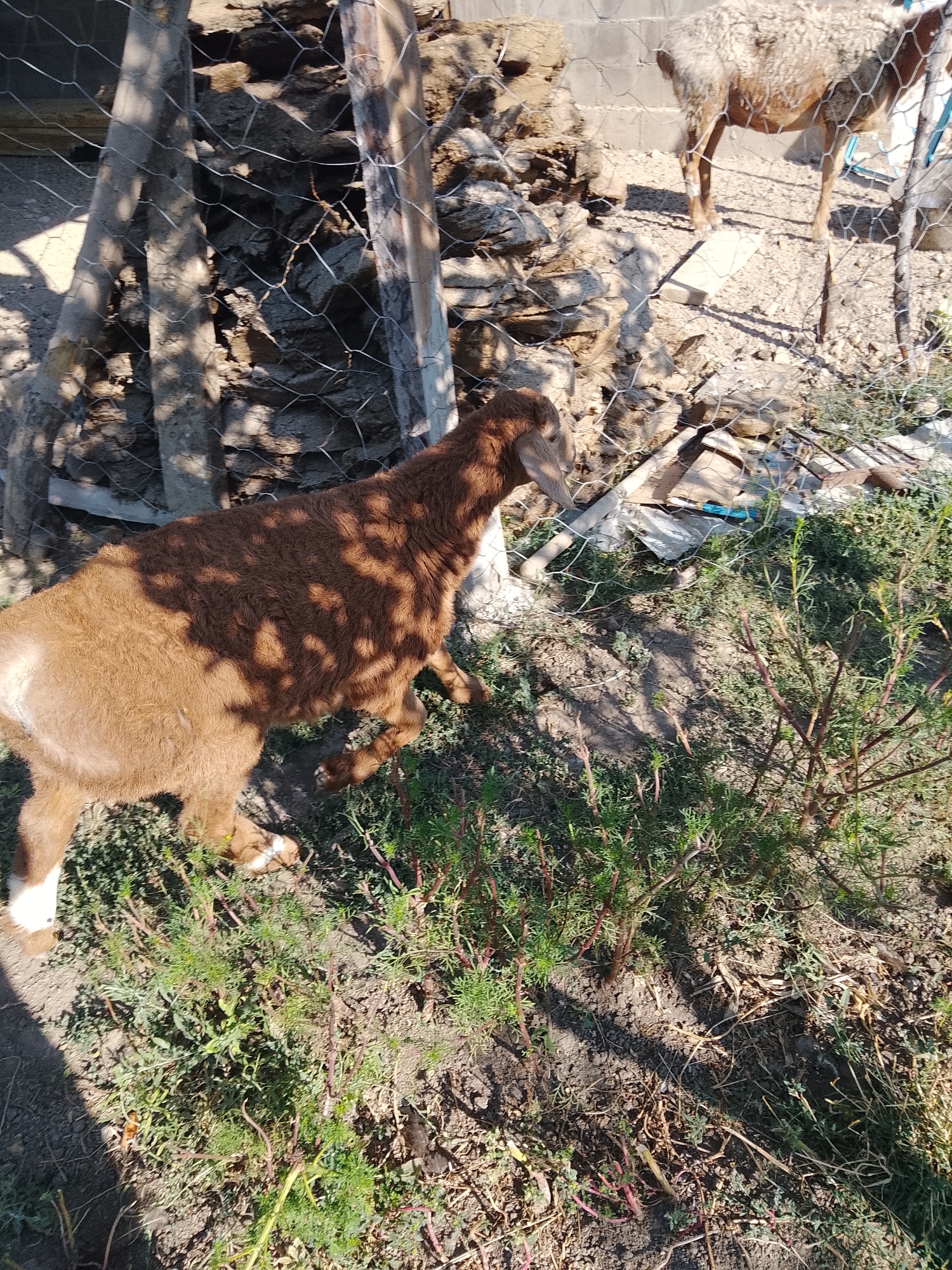 The image depicts an outdoor scene with two sheep in a rural or semi-rural environment. In the foreground, a brown sheep with white markings on its legs is walking to the left. It is partially obscured by a chain-link fence and dappled sunlight. The sheep appears to be in a fenced enclosure, with dry ground and sparse vegetation. In the background, another sheep, lighter in color and with a fluffy coat, is visible standing. Behind the sheep, there are piles of rocks and wooden structures, suggesting construction or storage. The overall impression is of a rustic farm or yard setting. The location is identified as Sosnovka, Kyrgyzstan, which is consistent with the rural setting.