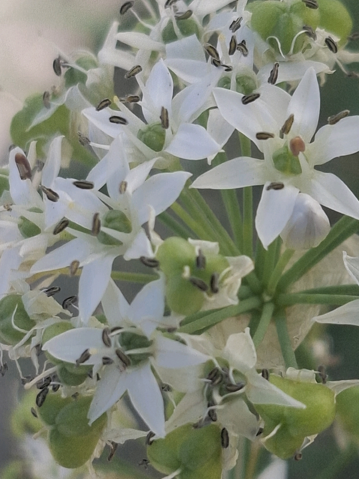 The image shows a close-up of white star-shaped flowers with prominent brown stamens and green seed pods. The flowers are clustered together on green stems. The background is blurred, suggesting a shallow depth of field, and appears to be an outdoor environment with soft, diffused light. There are no people or discernible man-made structures in the image. The image does not provide any information that would allow for the determination of its location in Almaty, Kazakhstan.