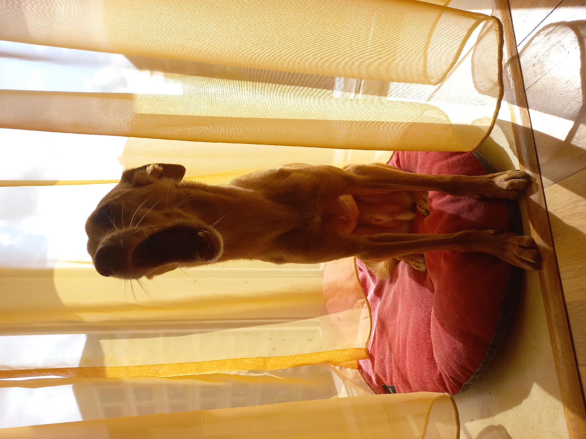 A reddish-brown dog lies on its side on a red cushion in a sunlit room in Sofia, Bulgaria. The dog is stretched out, facing left, with its mouth slightly ajar, possibly in a yawn or a state of deep relaxation, basking in the warmth. Its short fur is highlighted by the bright natural light. Behind and partially covering the dog are sheer, golden-yellow fabric panels, likely blinds or curtains, arranged horizontally across the frame. These panels filter the intense sunlight, creating soft light and distinct shadow patterns on the wooden floor visible on the right side of the image. The bright light outside the window suggests a sunny day. No text is visible in the image.