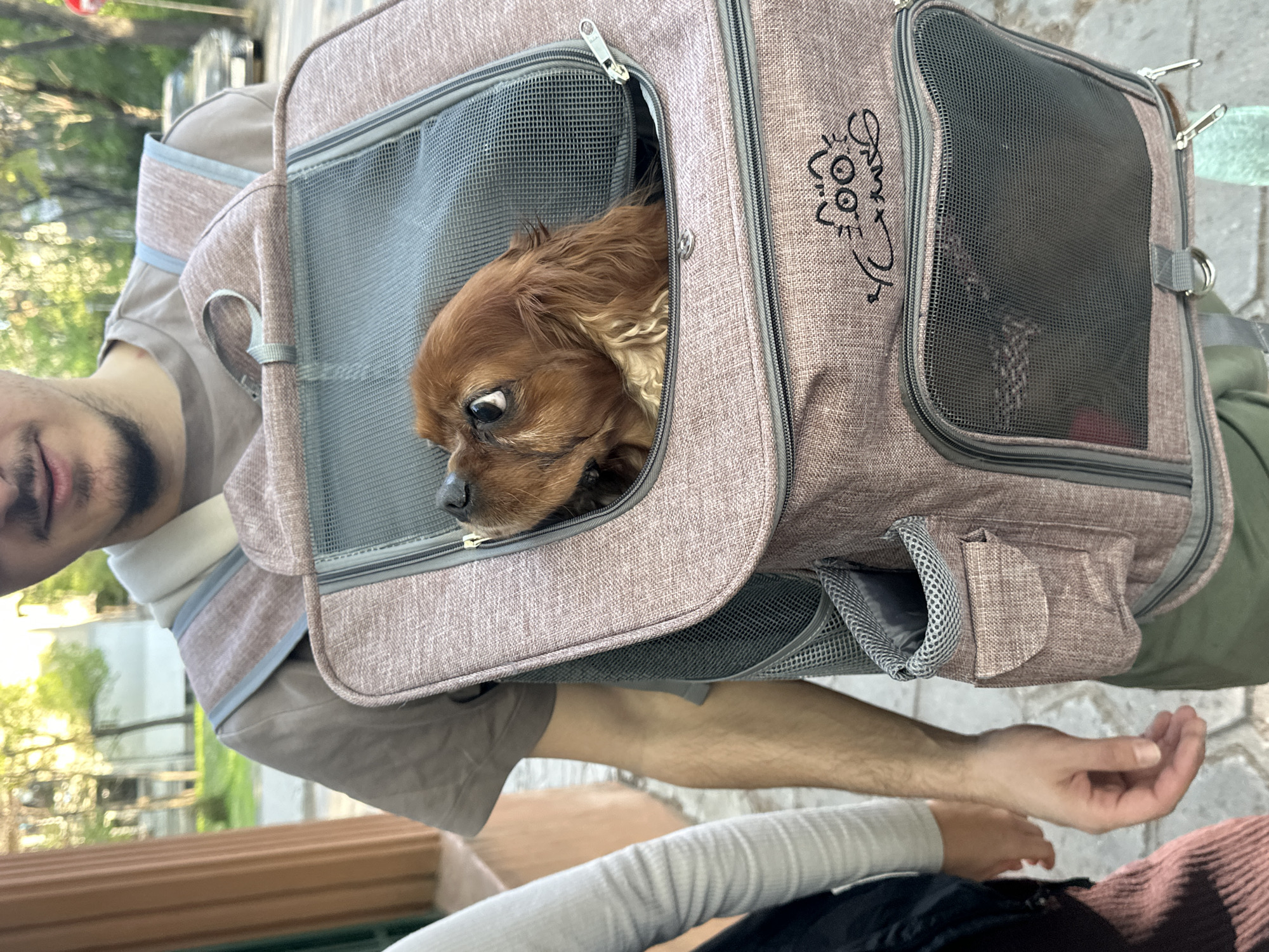 A medium shot captures a brown and tan Cavalier King Charles Spaniel peering out from a pet carrier backpack. The carrier is a textured mauve color with gray trim, mesh windows, and a cartoon cat design on the side. The backpack is worn by a person whose face is partially visible in the upper left, showing dark hair and a beard. The person's left arm is visible, extending down toward another person's hand, suggesting an interaction.
The background is slightly blurred, showing greenery and a paved area, likely a sidewalk. The scene appears to be outdoors in daylight. Based on the architecture, paving, and overall ambiance, it's plausible this image was taken in Sofia, Bulgaria. No specific landmarks are visible in the image to confirm the precise location within Sofia.