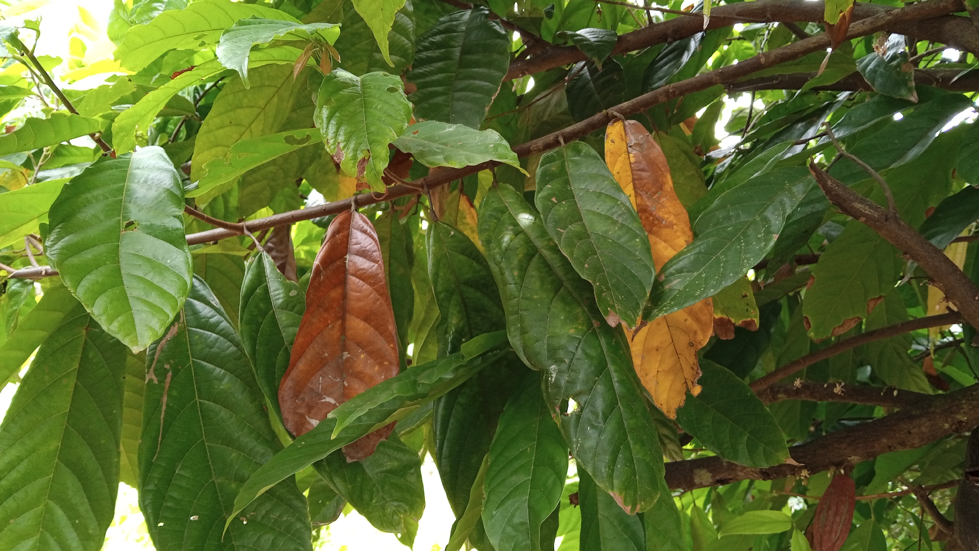 The image shows a close-up view of a tree branch with numerous leaves. The leaves are primarily green, with some showing signs of yellowing and browning, indicating they may be dying or undergoing a seasonal change. The tree has rough, dark brown branches. The lighting suggests it is daytime, with some bright areas visible through the foliage, possibly indicating open sky. There are no people or animals visible in the image, nor any man-made structures or objects that would indicate a specific location within a city. The image is taken from a fixed perspective looking upwards into the tree canopy.