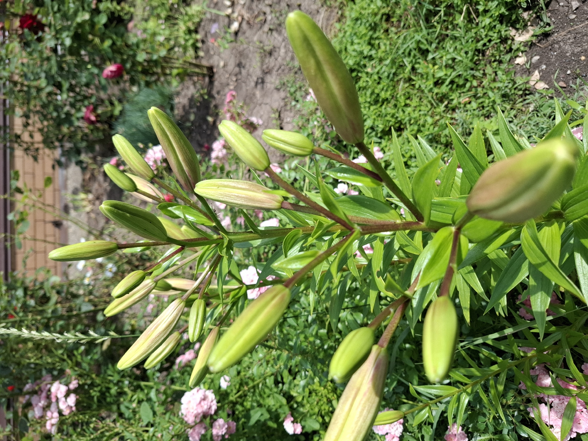 A close-up, eye-level shot captures a vibrant green lily plant in bloom in a garden. The plant features a multitude of tightly furled, elongated buds arranged along a central stalk, some with hints of a lighter hue near their tips. The stalk itself is a rich reddish-brown, with deep green, lance-shaped leaves radiating outwards. In the background, soft-focus pink roses and other green foliage create a lush, natural setting. The ground appears to be a mix of soil and grass. The lighting suggests it is a sunny day. This scene is located in Korenovsk, Russia.