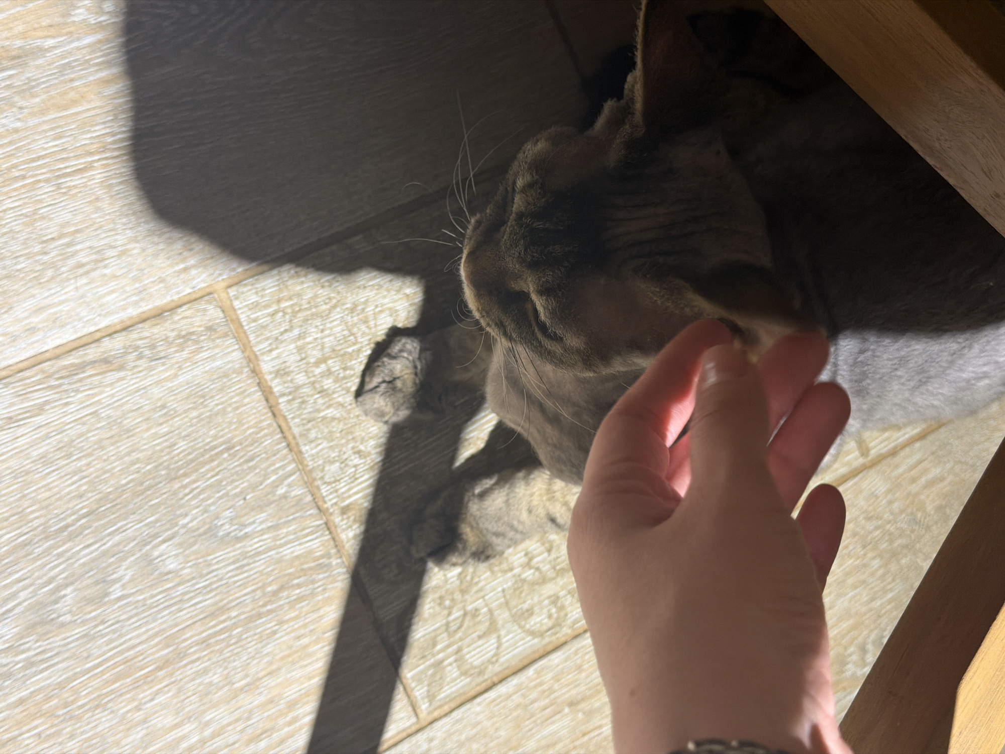 The image depicts a cat under what appears to be a wooden table or chair. The cat is predominantly brown and gray. A person's hand is reaching toward the cat, seemingly to pet it. The scene is illuminated by sunlight, casting shadows on a light-colored, wood-patterned floor. No clear indicators of a location in Prikamskii, Russia, are visible.