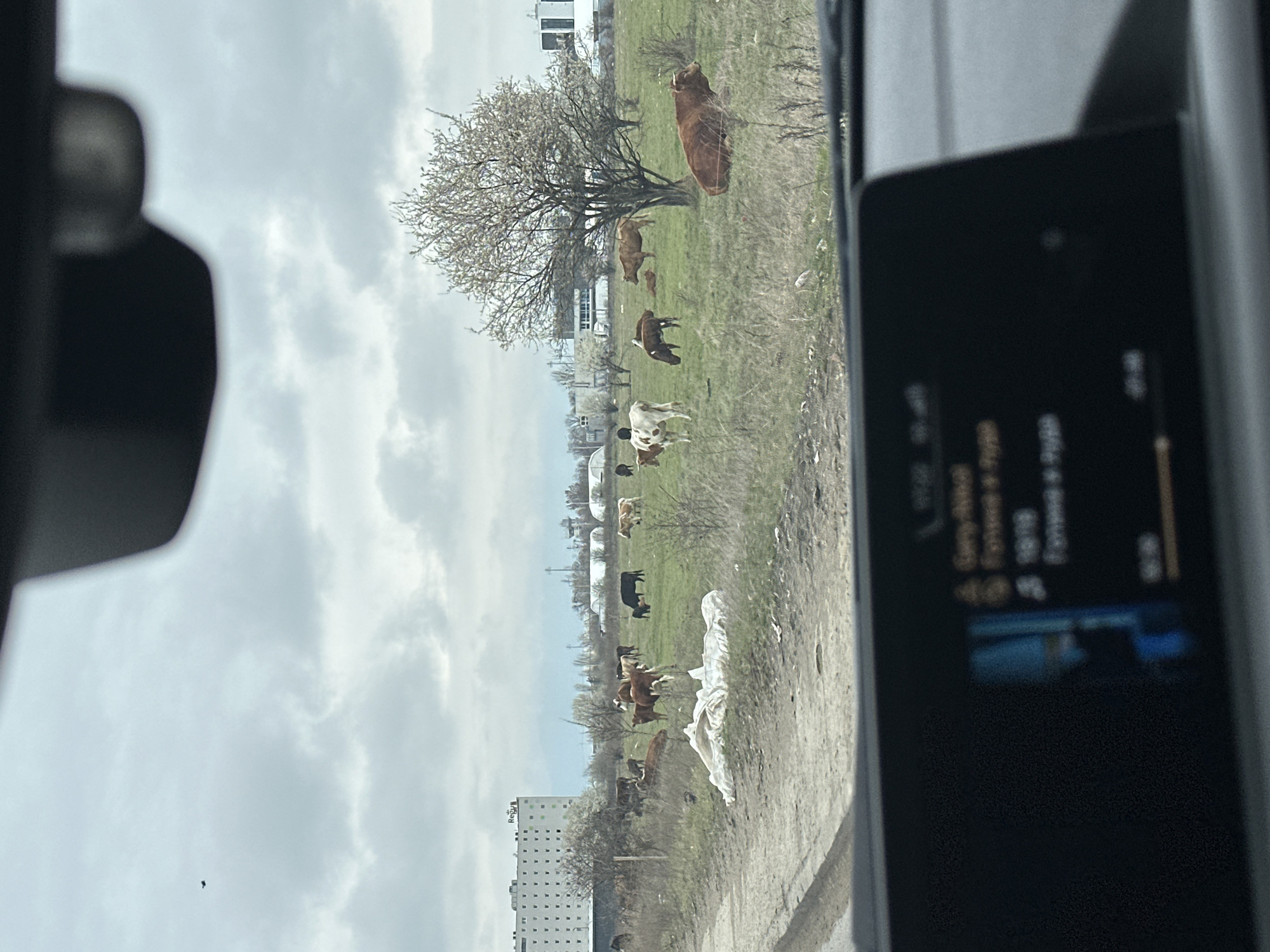 The image appears to be taken from inside a vehicle, possibly a car, showing a view of a field containing a herd of cattle. The field is grassy and has several trees, some of which are blossoming. In the background, there are buildings. The sky is cloudy. In the foreground, parts of the car's interior are visible, including the side mirror and a display screen. There is no specific information to verify the location is Sofia, Bulgaria.
